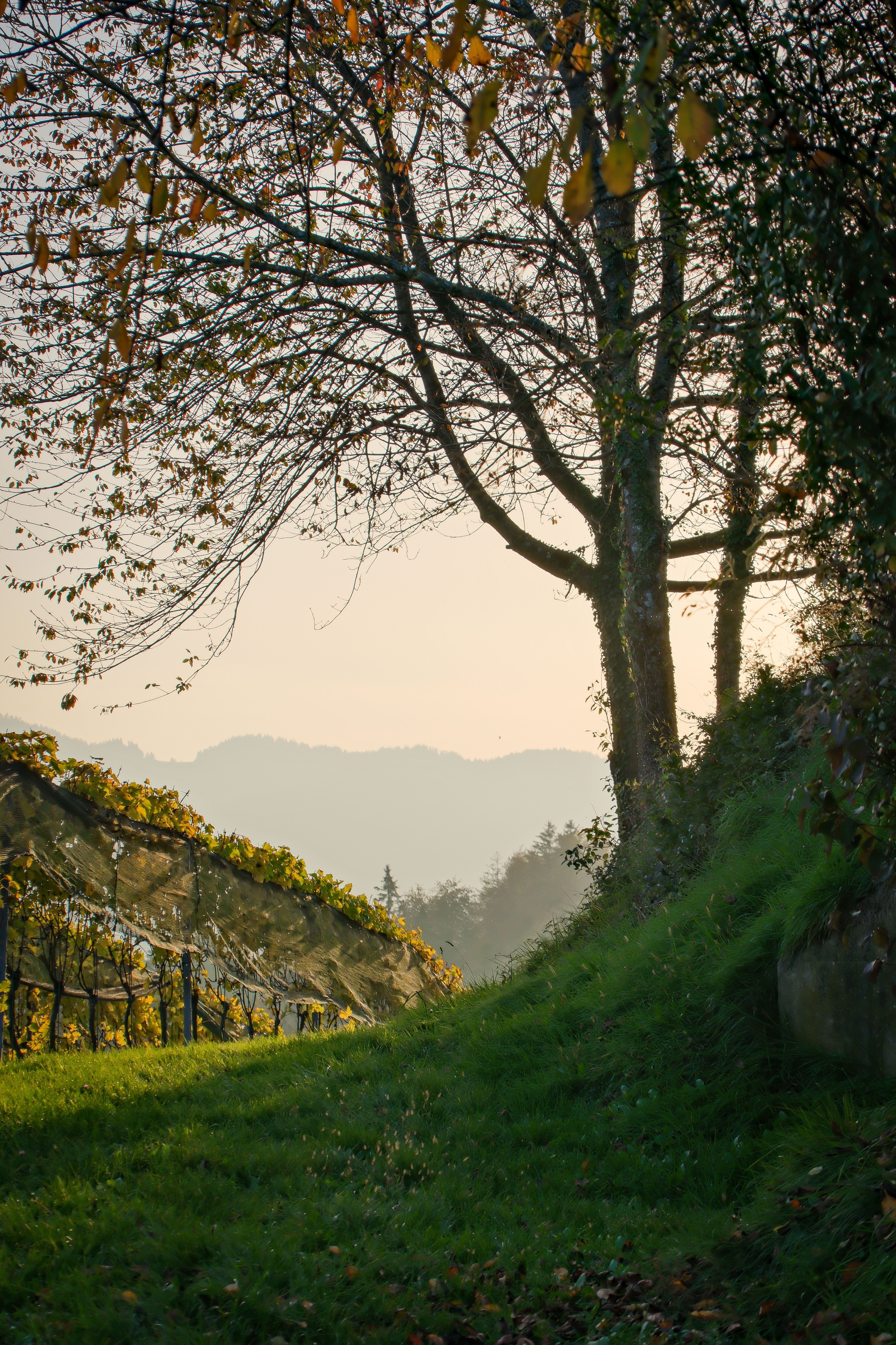 4779x7169 Serene Autumn Vineyard Landscape at Sunrise · Free