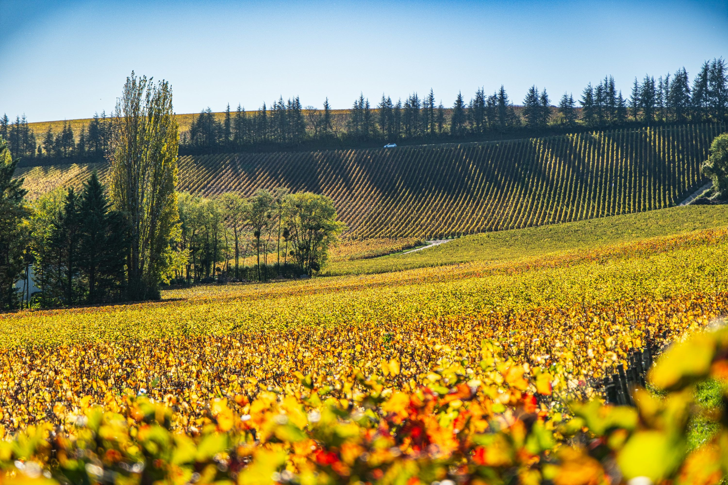 3000x2000 A field with trees and a hill in the background