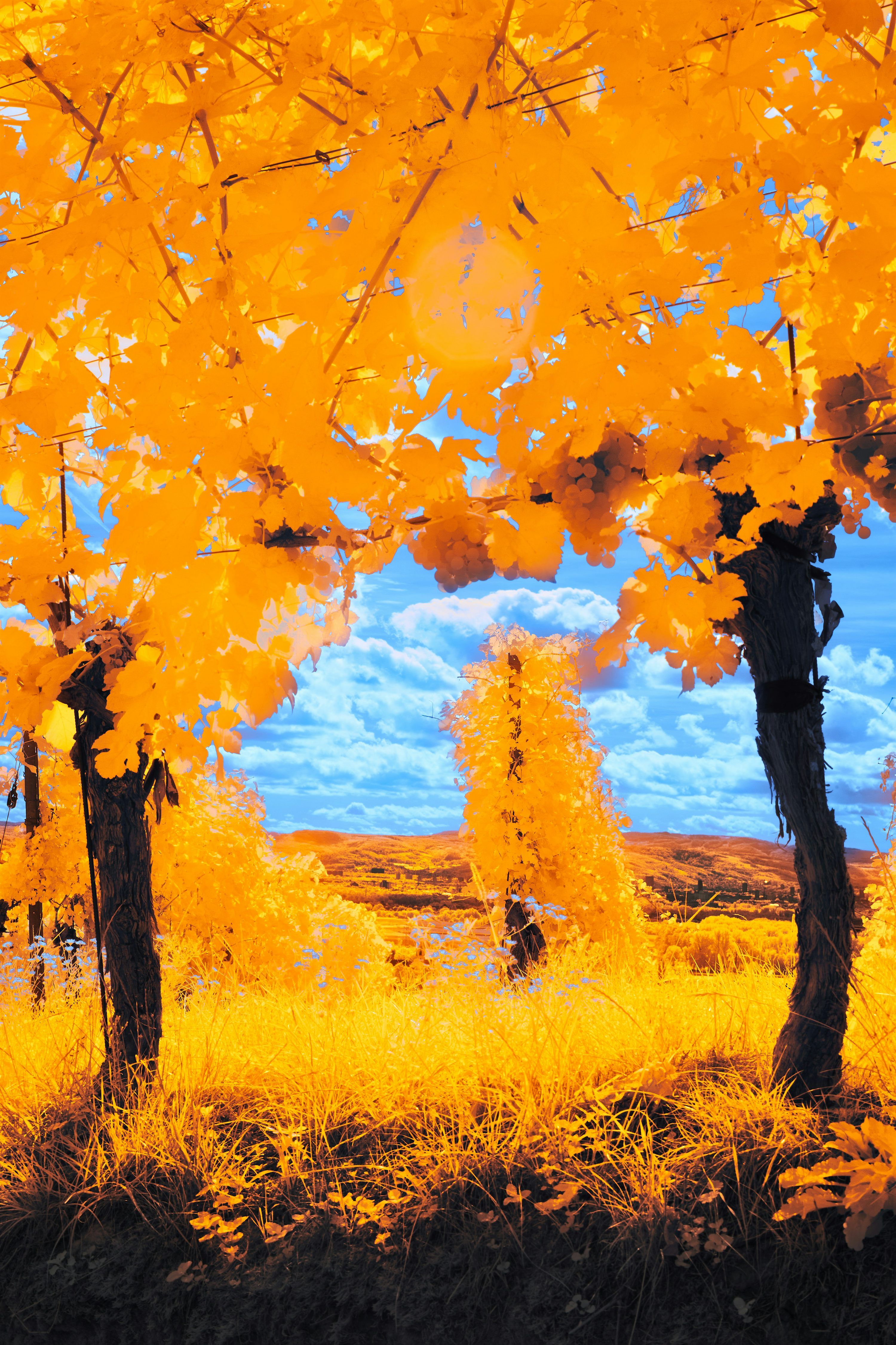 3000x4500 Golden autumn vineyard with blue sky and clouds