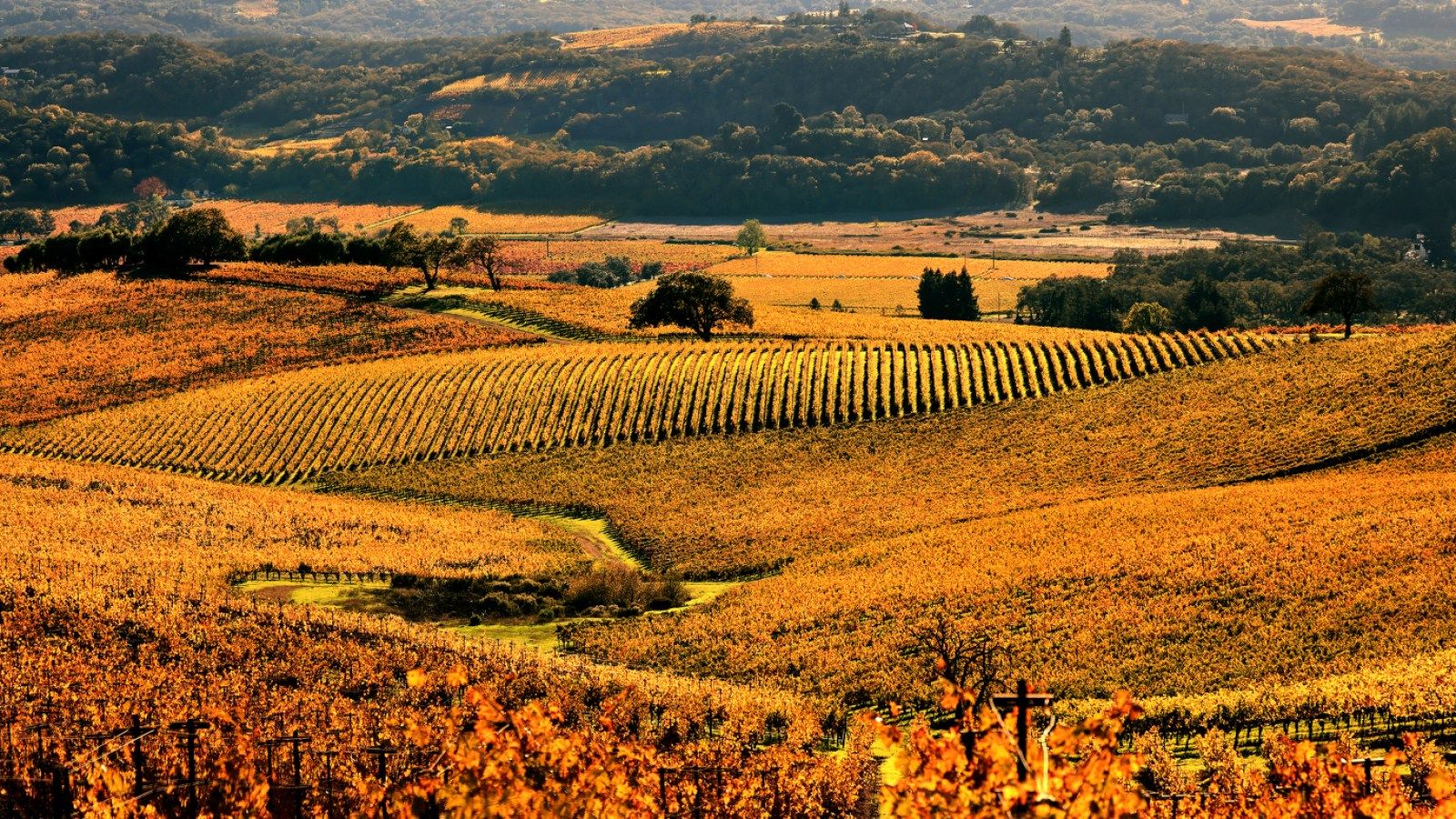 1600x900 Sonoma County named a top US spot for family fall foliage trips
