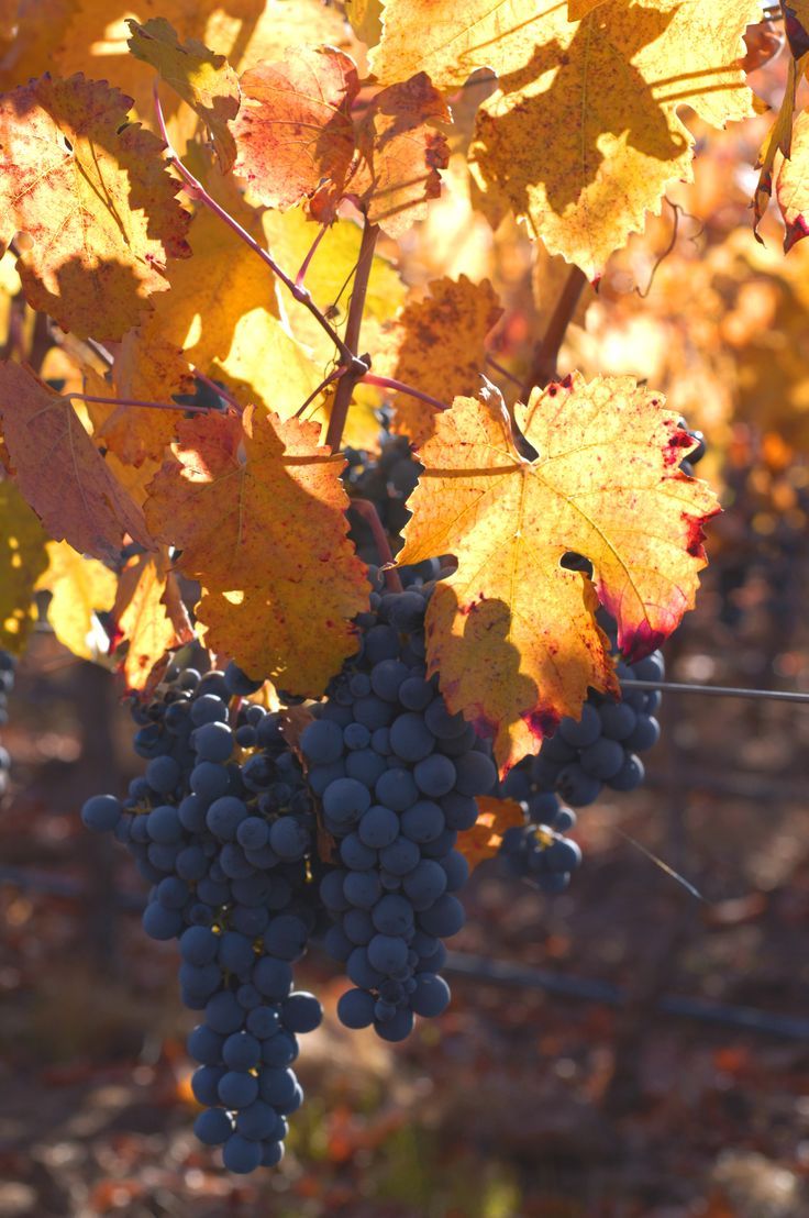 736x1108 Carmenère