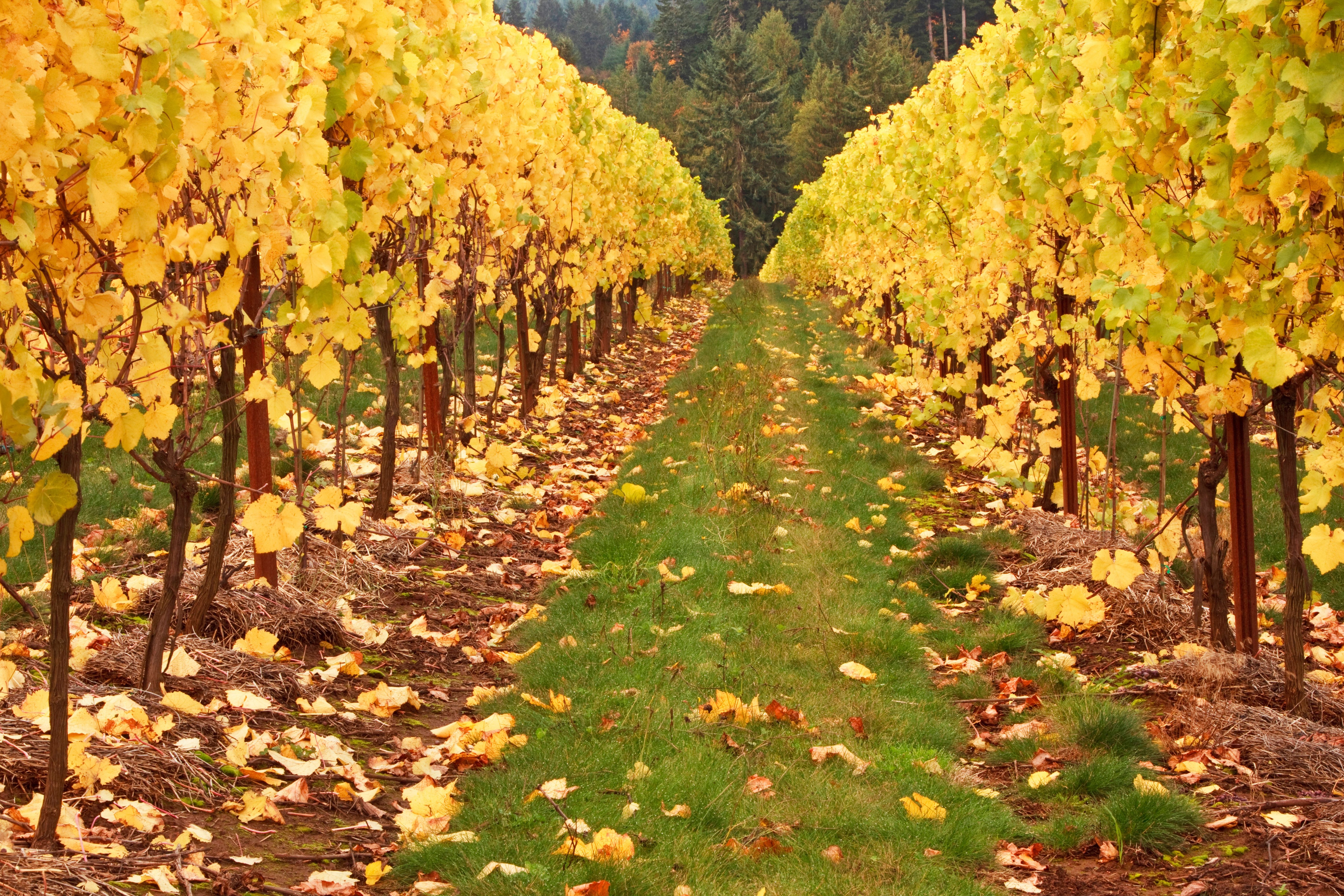 5616x3744 Golden Vineyard Rows in Autumn