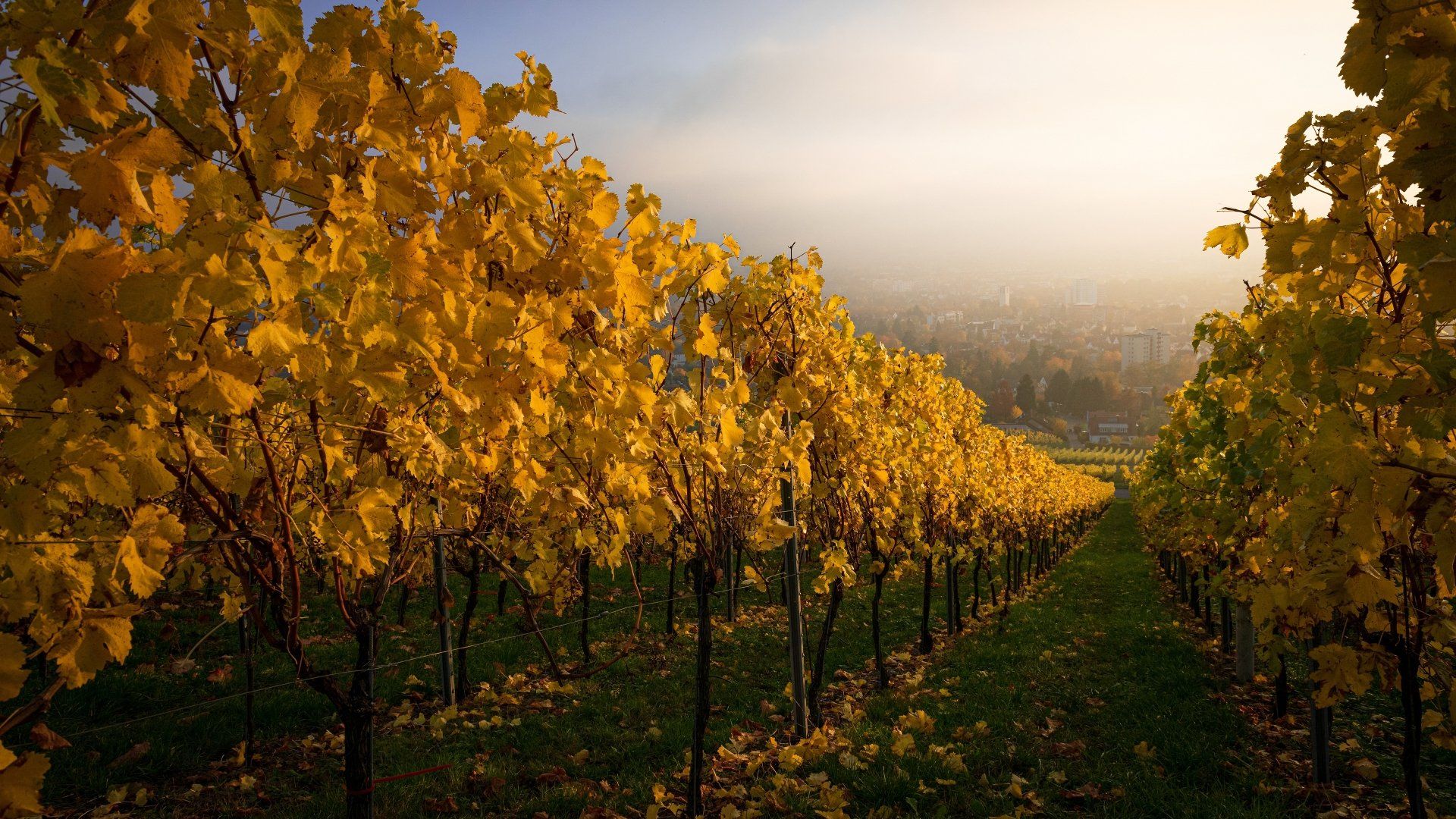 1920x1080 Autumn Vineyard in 4K