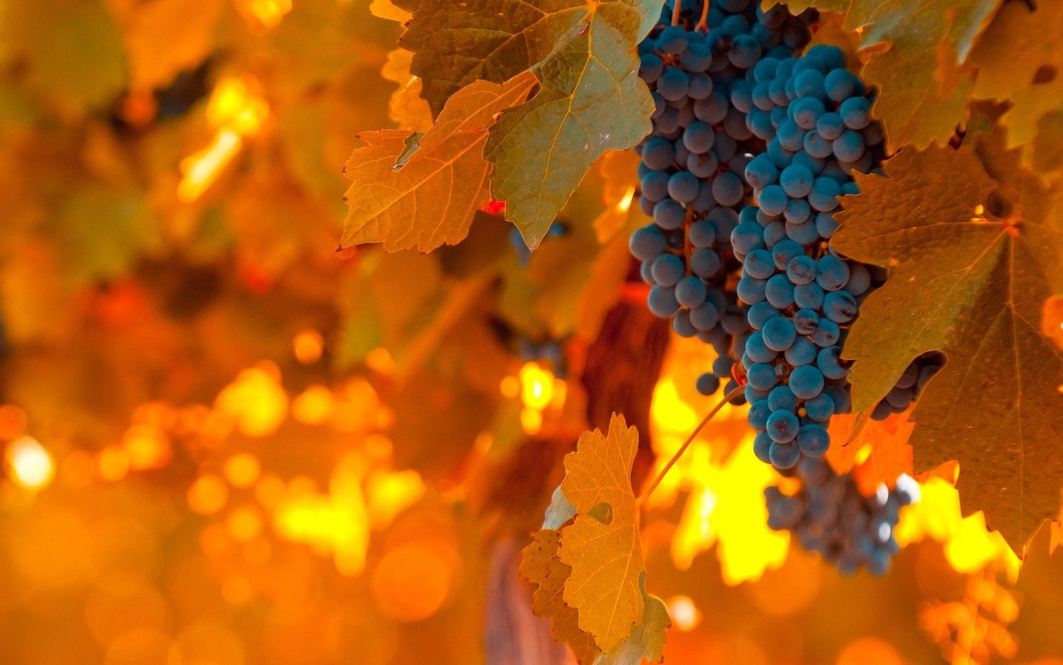 1500x938 Autumn Wine Wallpaper