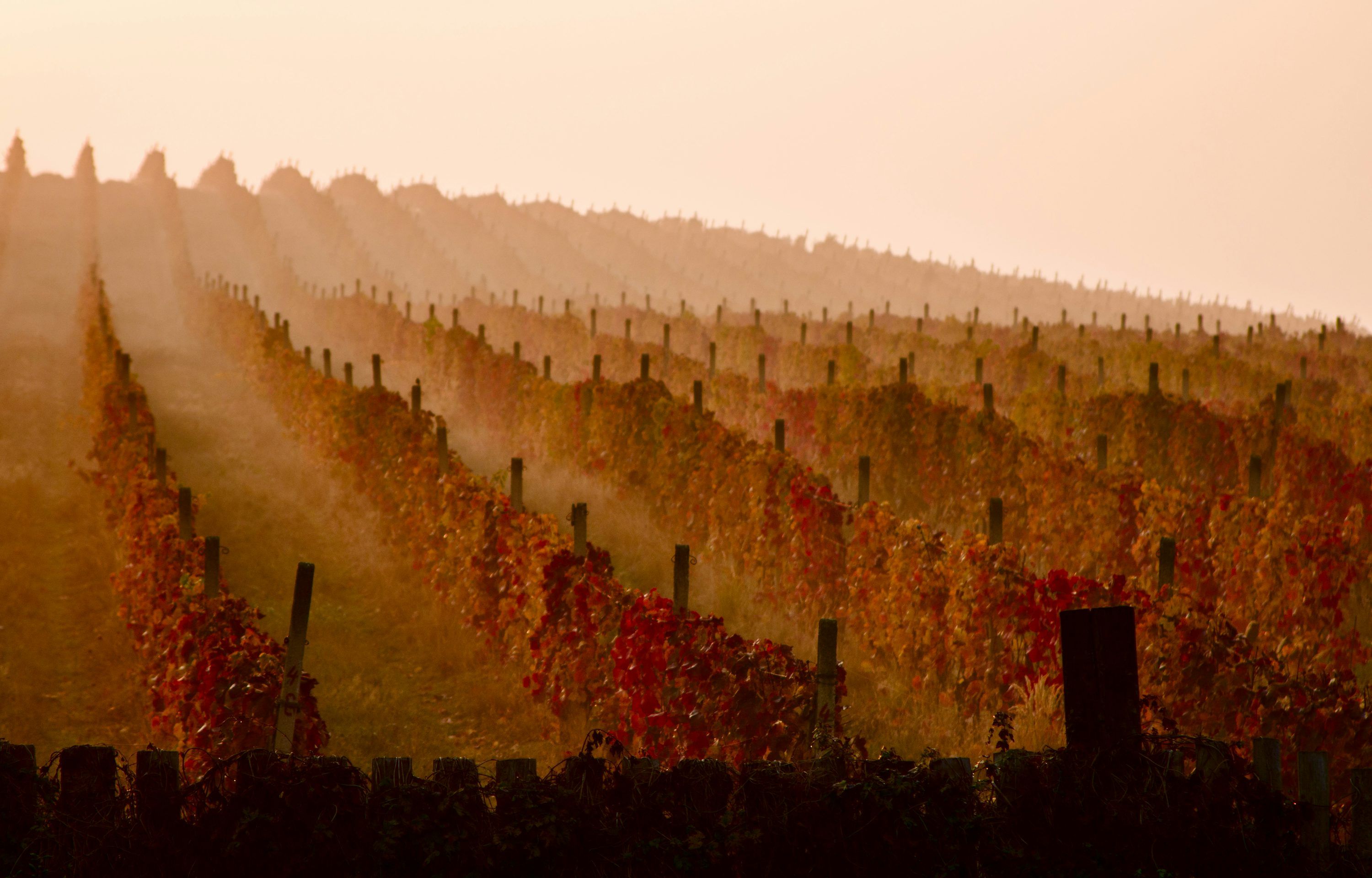 3000x1919 A vineyard in the fall with the sun shining on the vines