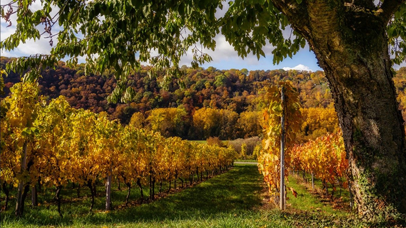 1366x768 Yellow Green Vineyard Trees Colorful Autumn Trees Background HD Nature Wallpaper