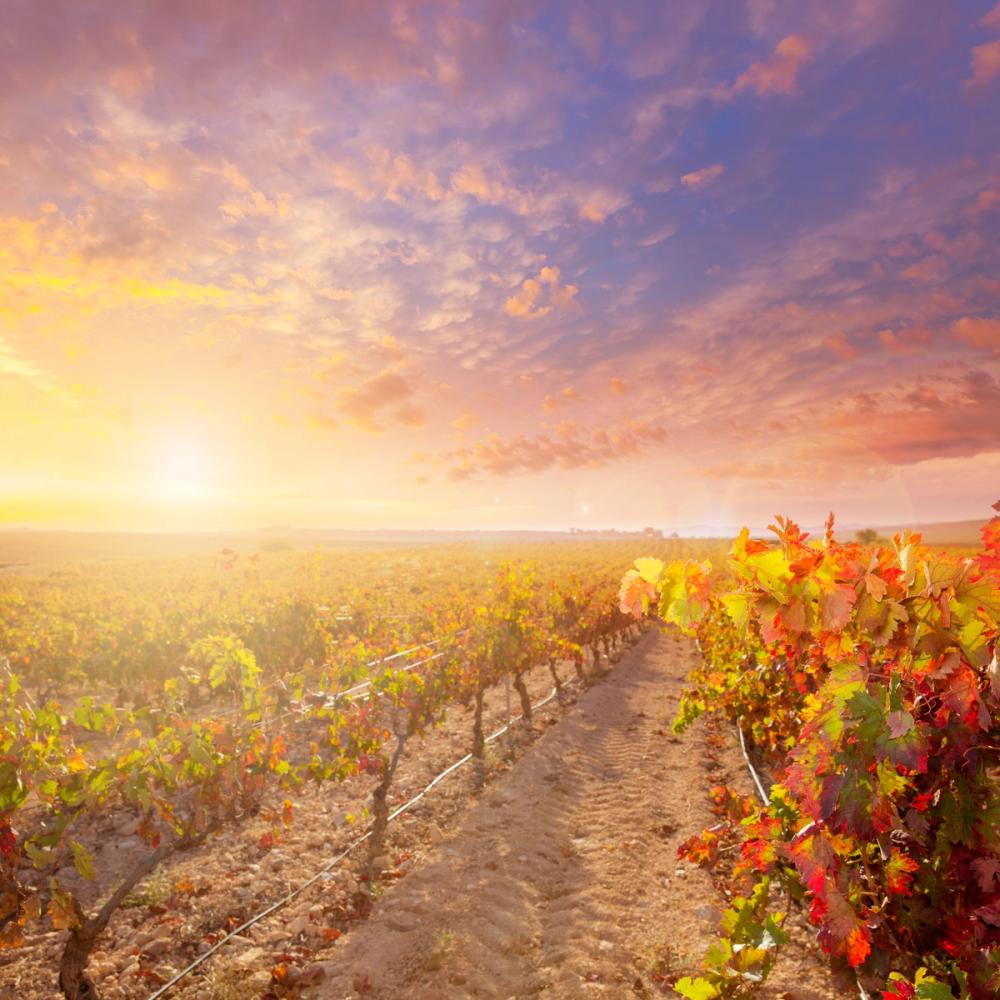 1000x1000 Spanish Vineyard