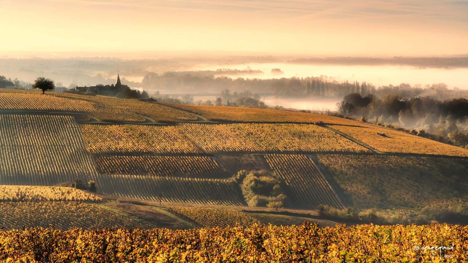 1600x900 The vines: the heart and soul of Burgundy in autumn. Burgundy, France