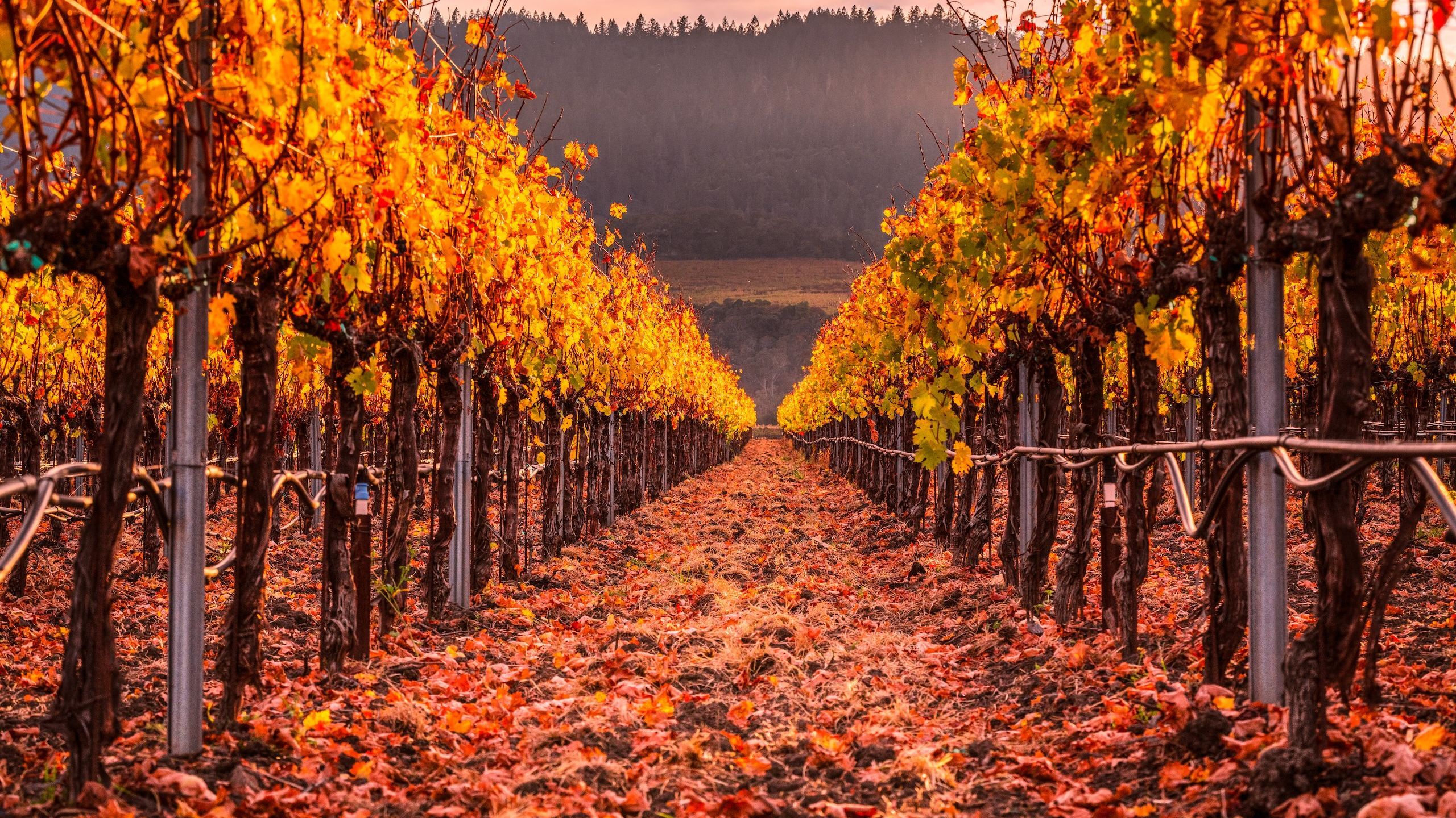 2560x1440 top fall wine releases from the US in 2026