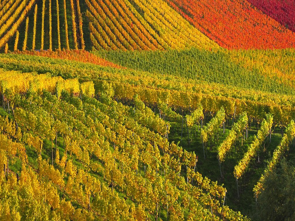1024x768 Colorful Autumn Vineyard, Germany weeks ago