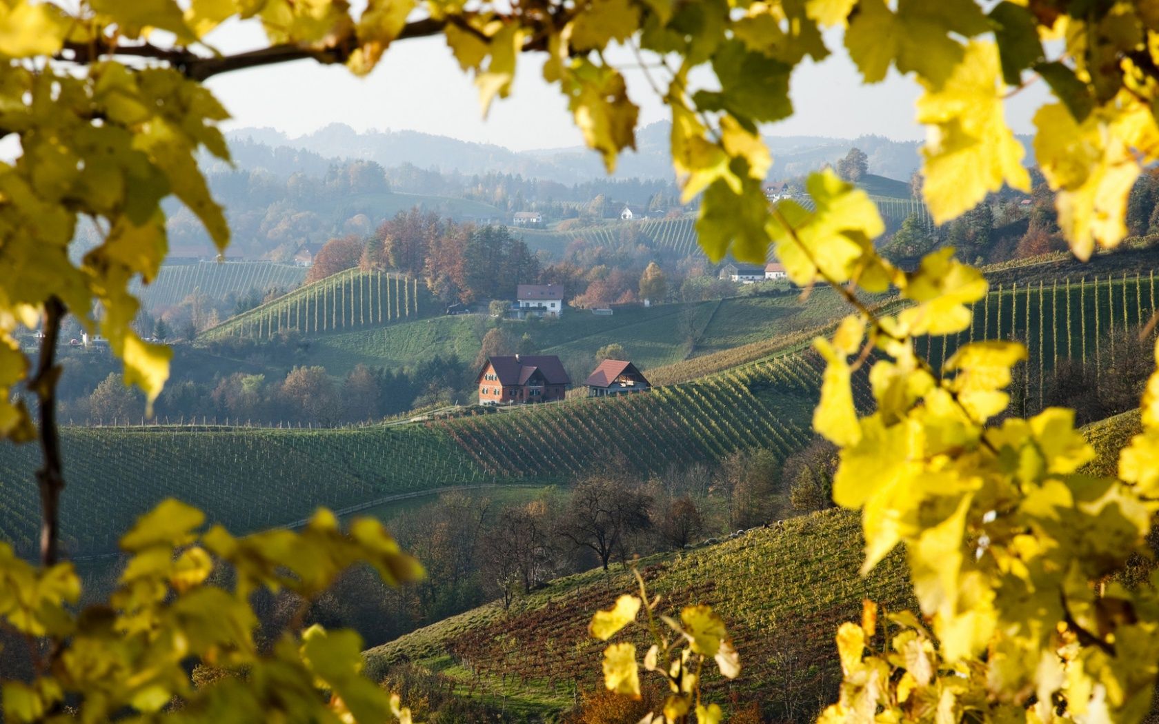 1680x1050 Vineyard near Gloss on the Wine Route, Styria, Austria 4K UHD Wallpaper for UltraHD Desktop and TV : Widescreen and UltraWide Display : Smartphone and Tablet Devices