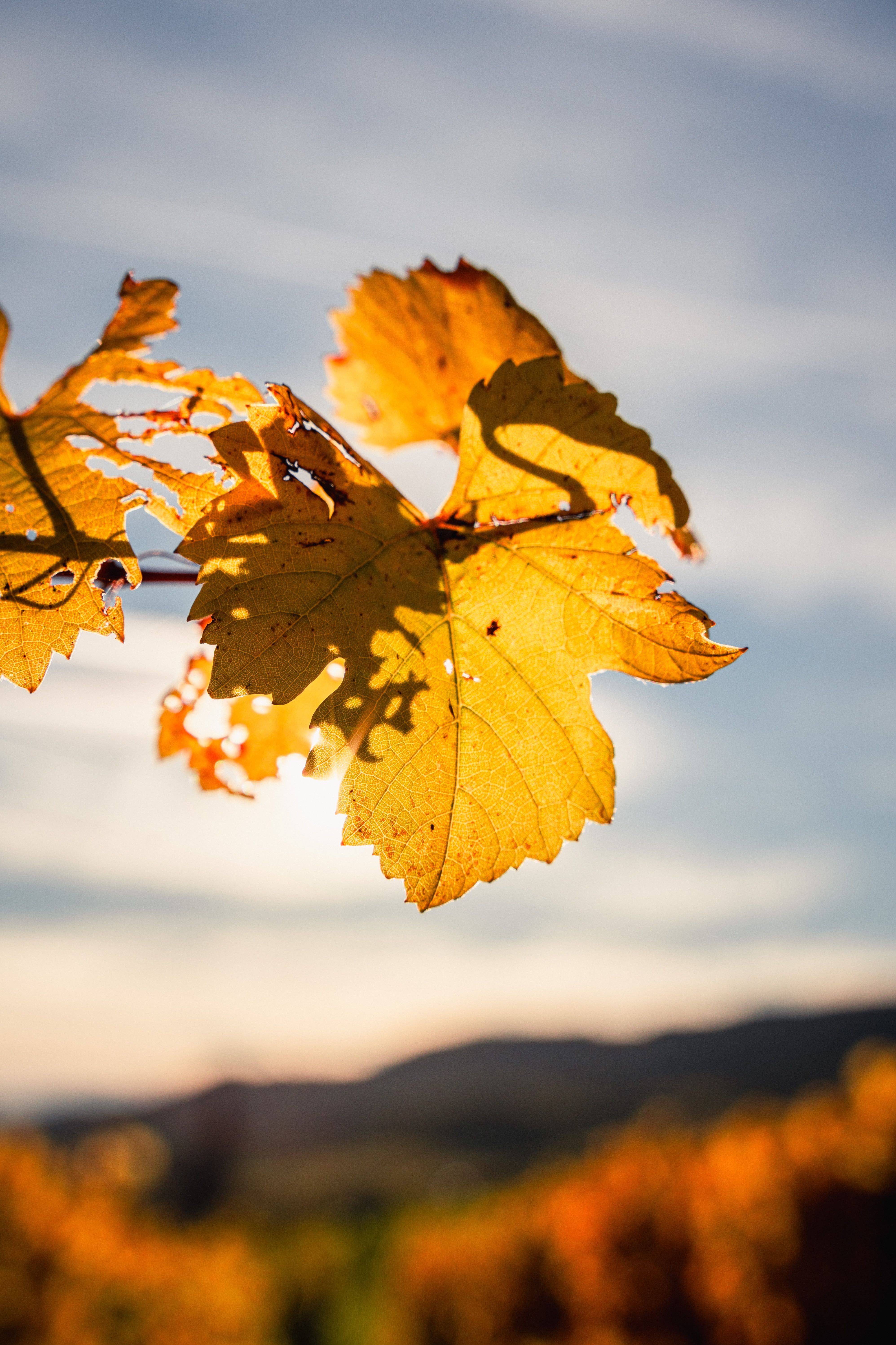3991x5987 Golden Autumn Leaves in Wachau Vineyards at Sunset · Free