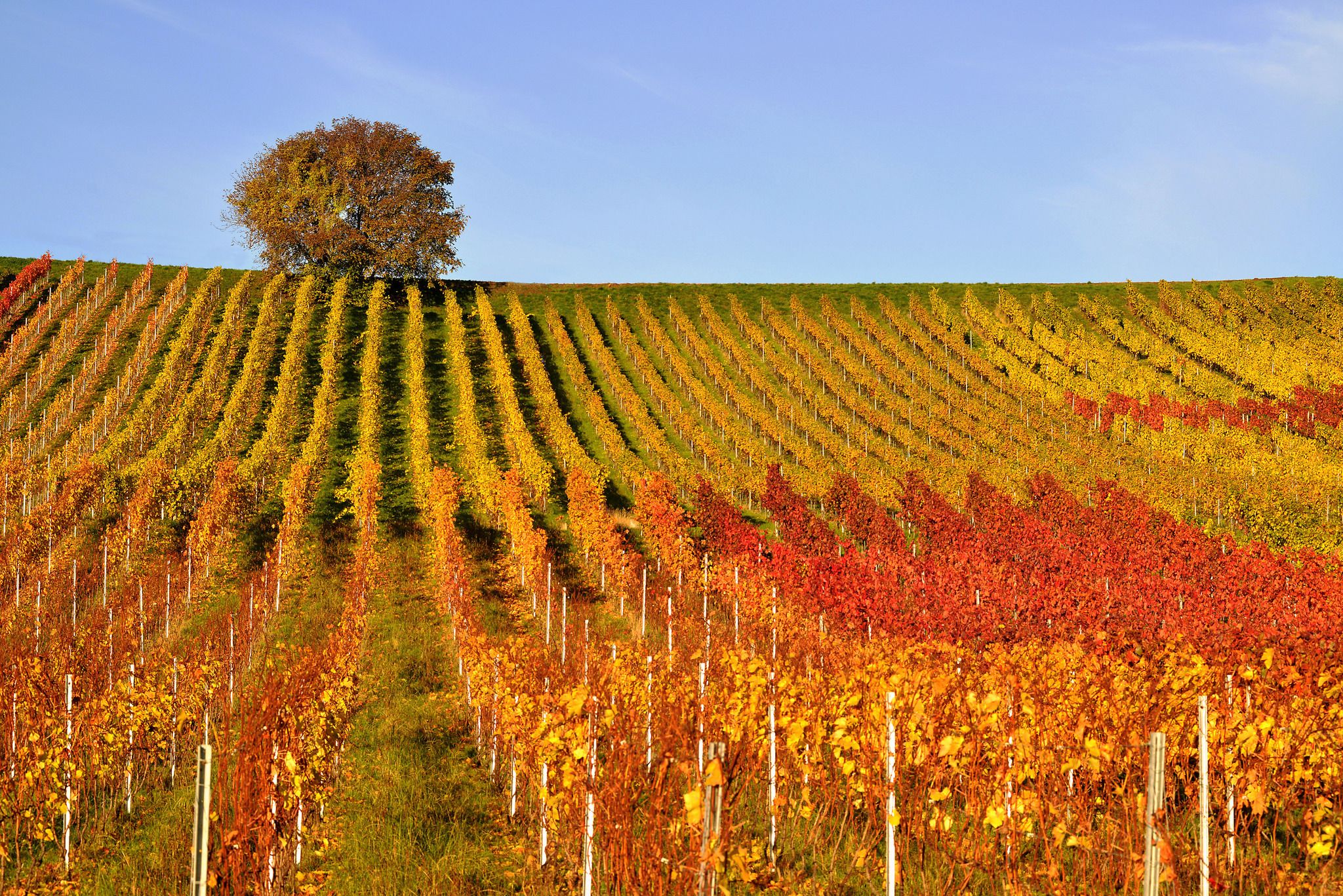 2048x1367 Free autumn, trees 2K wallpaper for desktop and phone