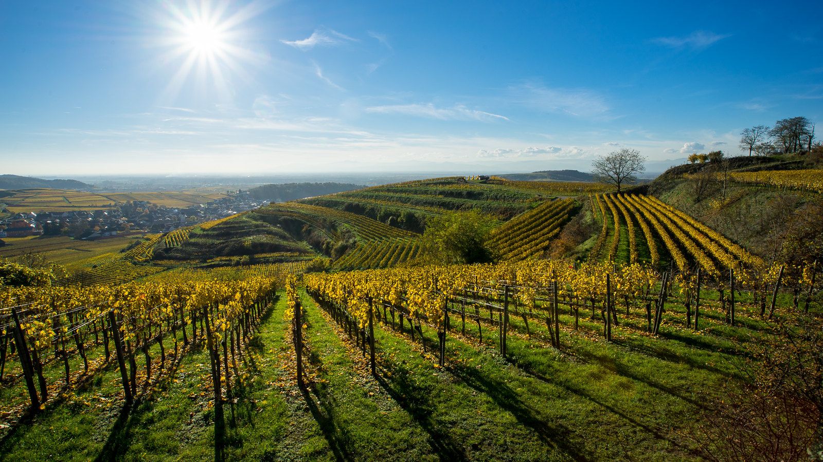 1600x900 Autumn vineyard