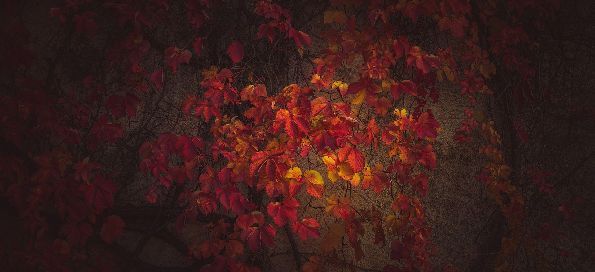 1920x880 Dreamy Pixel. Vineyard in autumn time with beautiful vignette effect. Sun shin