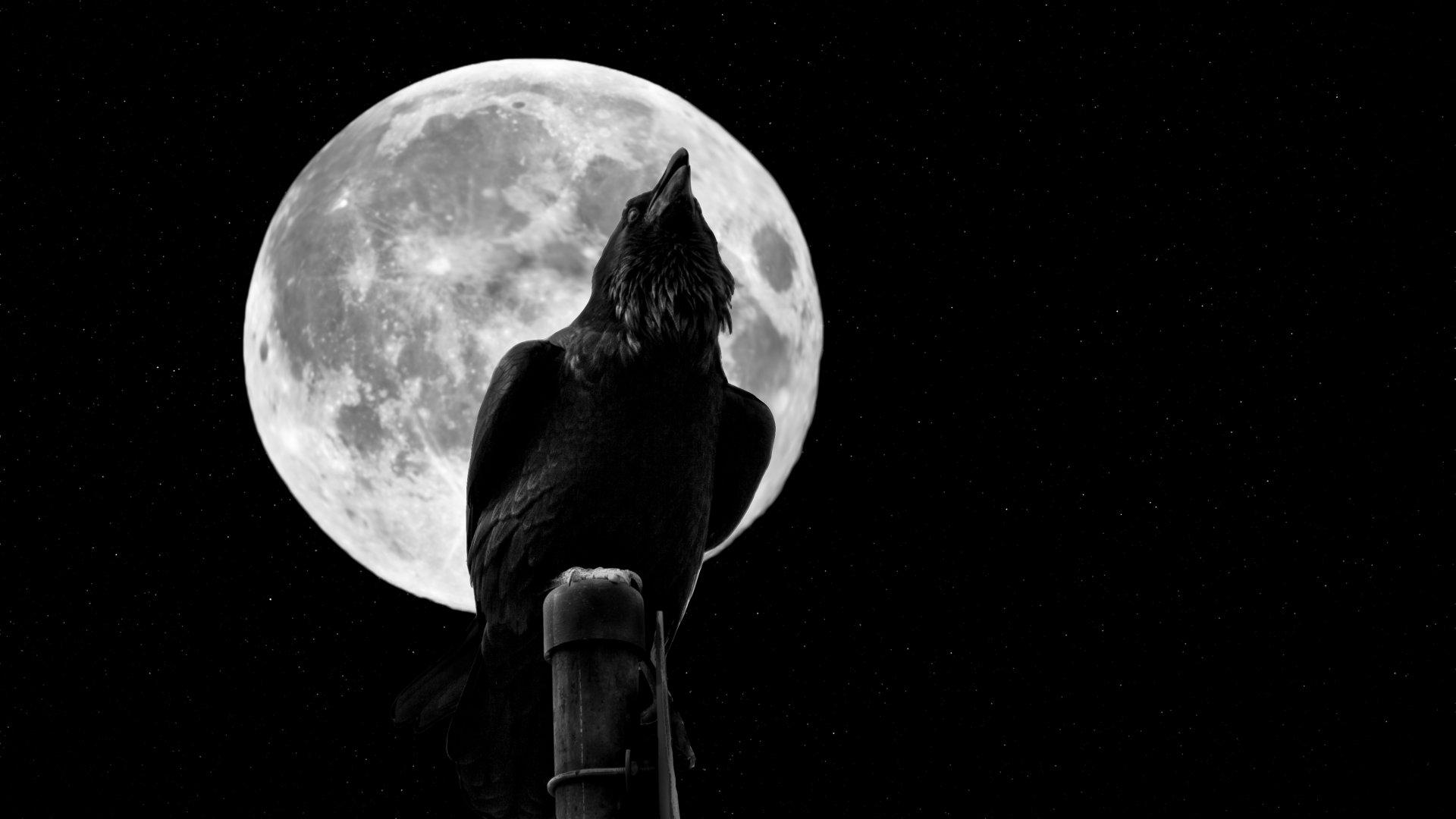 1920x1080 Crow wallpaper 1920x1080 Full HD (1080p) desktop background