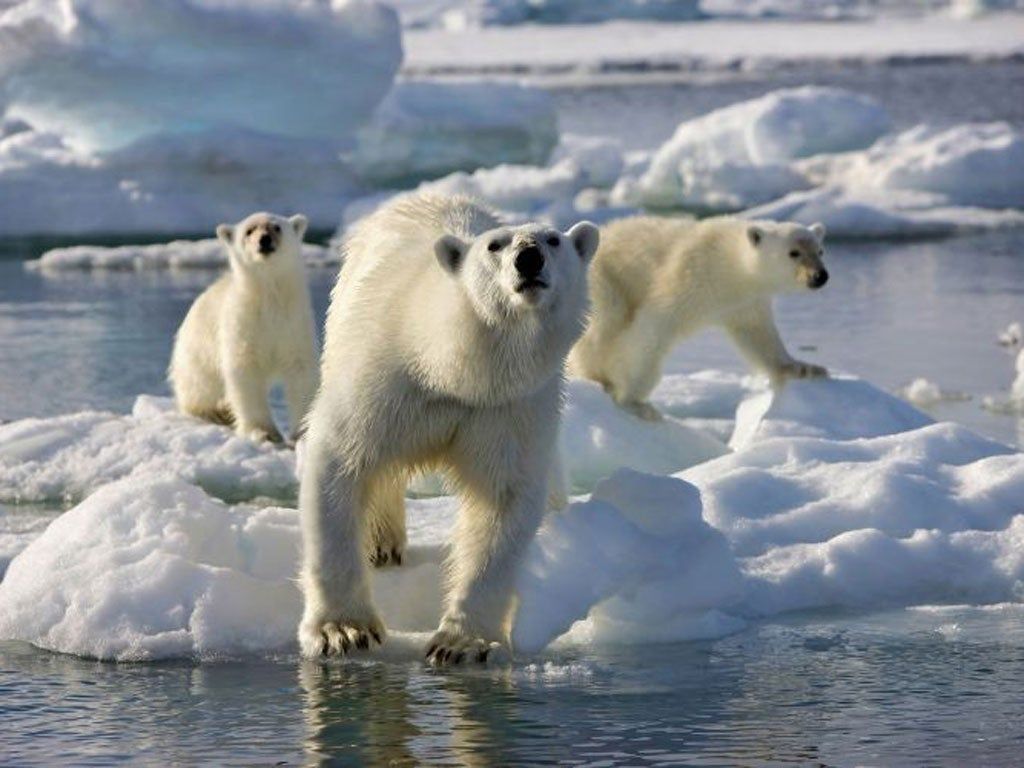 1024x768 BBC denies misleading viewers over Frozen Planet footage