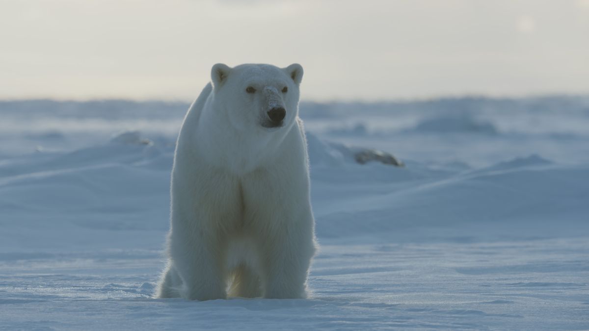 1200x675 Frozen Planet II: Inside the epic new BBC series