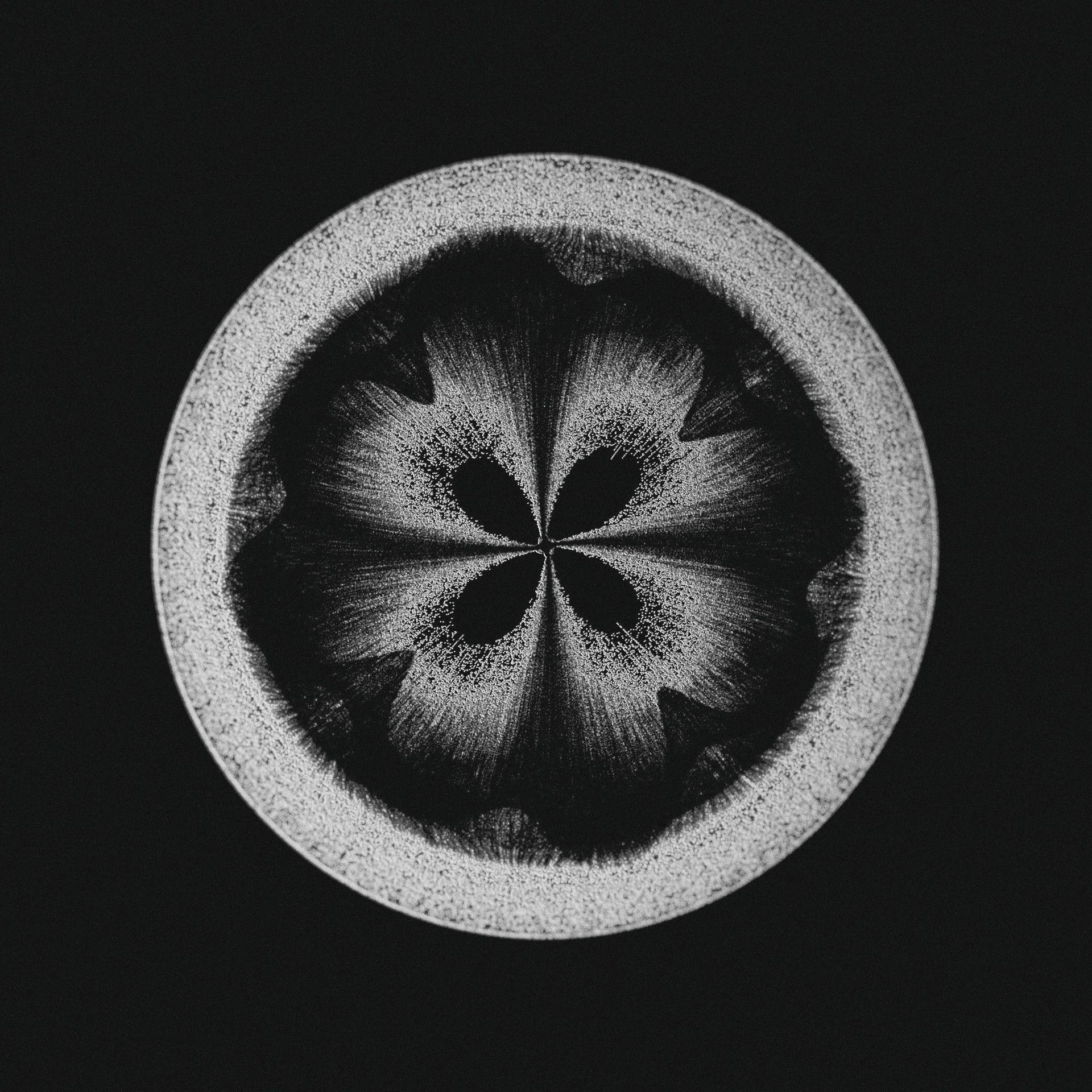 1920x1920 Serjan Burlak