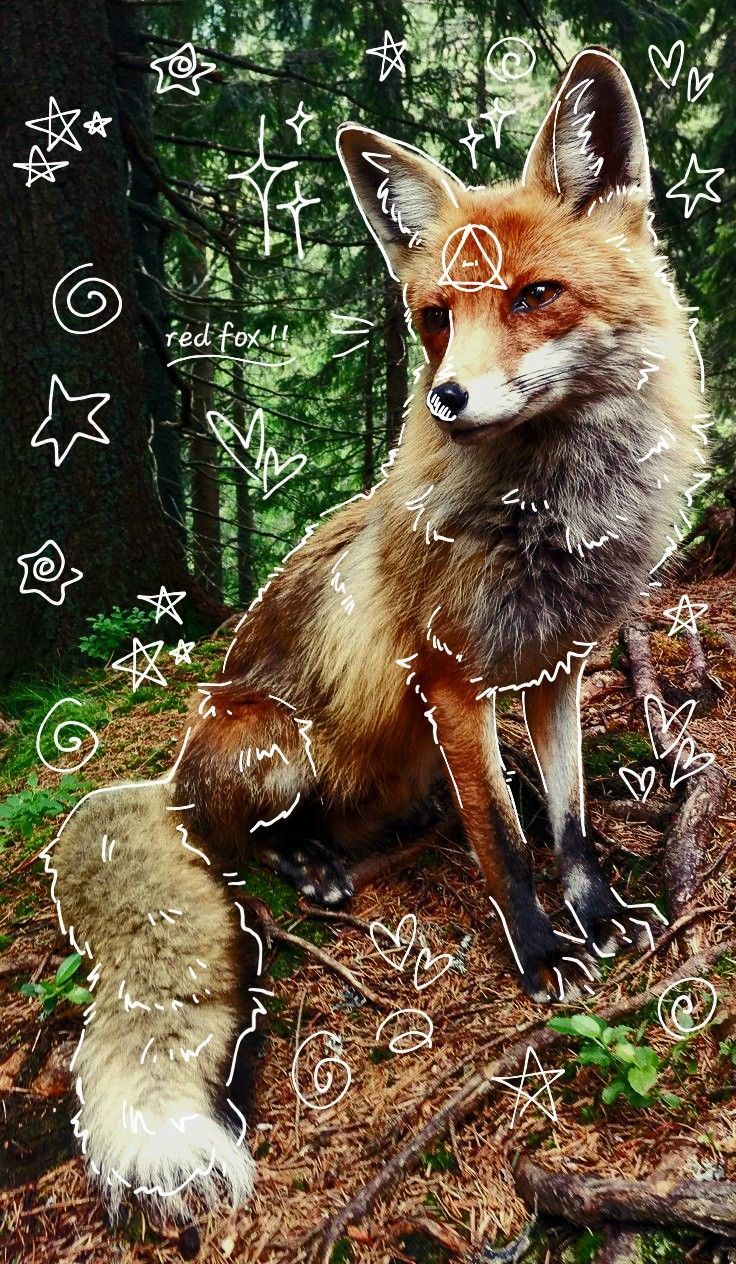 736x1264 red fox therian thing