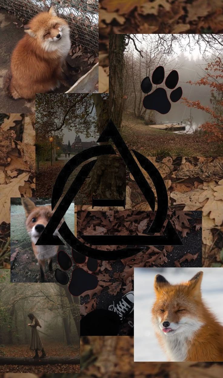 736x1248 Fox therian wallpaper