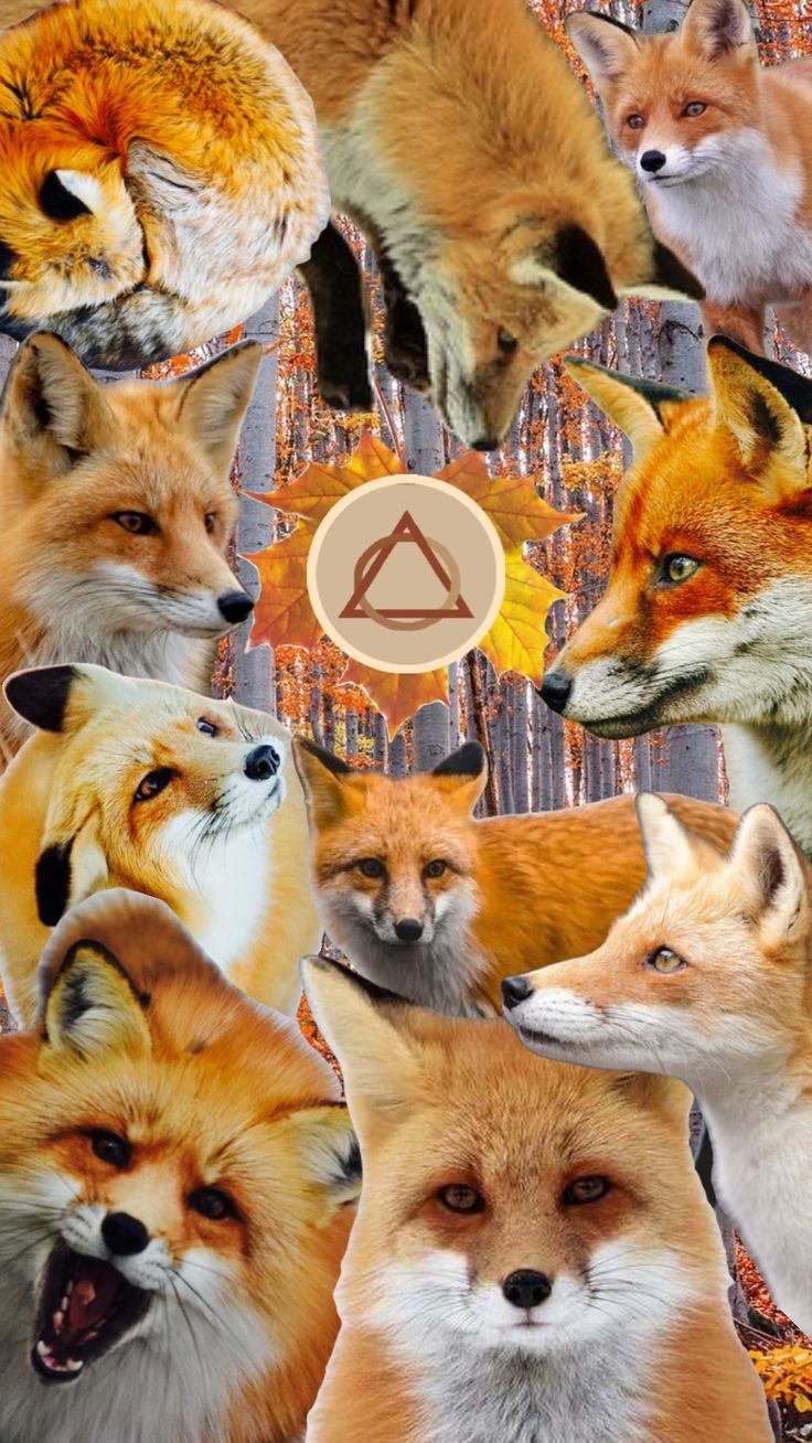 736x1308 fox #nature #therian #therians #theriantropy #therianfox