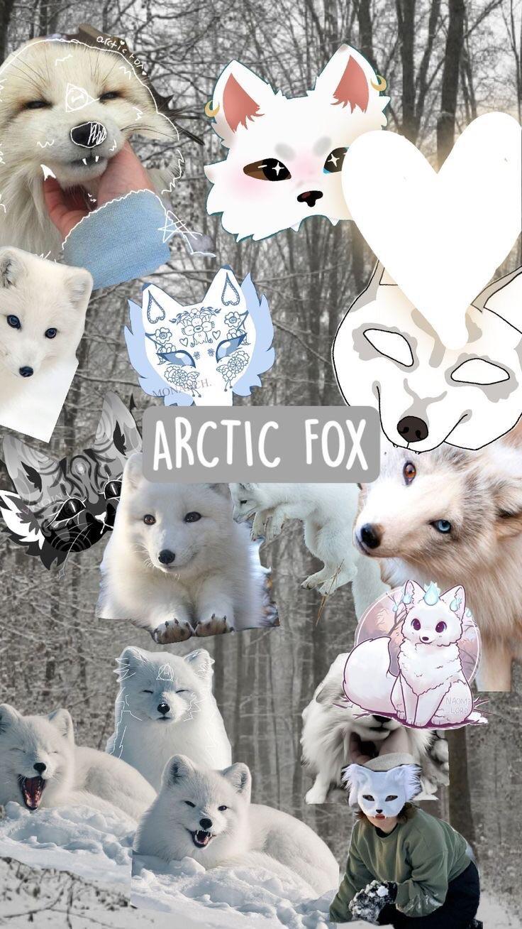 736x1308 Arctic fox wallpaper