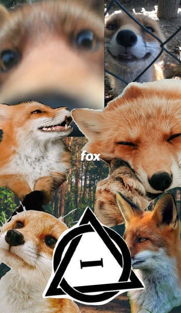 720x1243 Download Fox Therian Collage Wallpaper