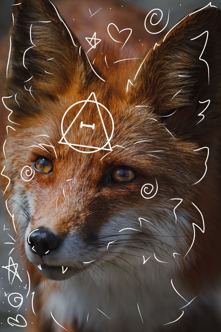 736x1104 Fox Therian Mask Wallpaper