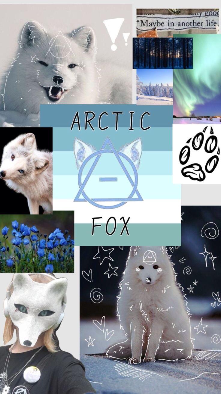 736x1308 Arctic fox wallpaper