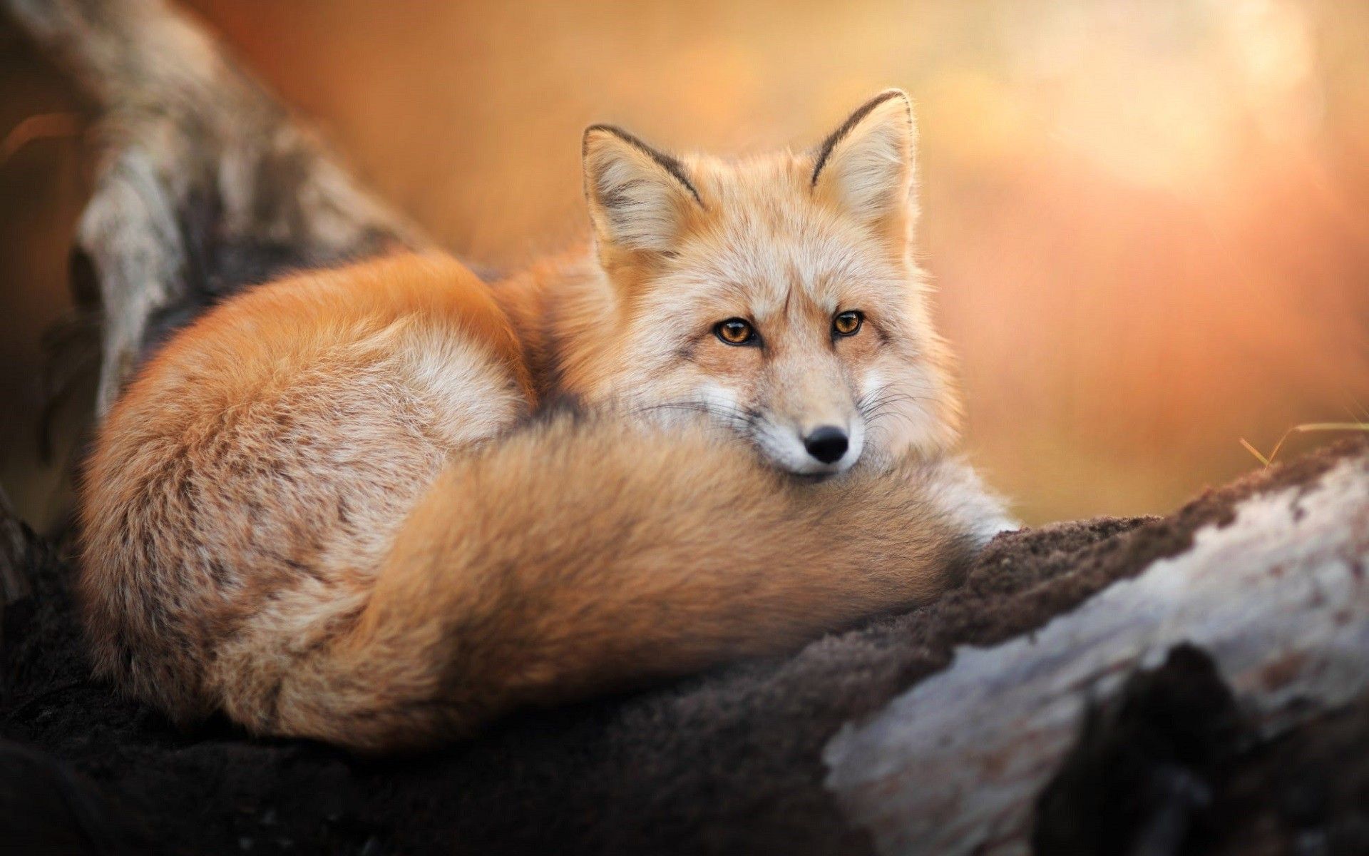 1920x1200 Majestic Fox in Warm HD Glowx1200