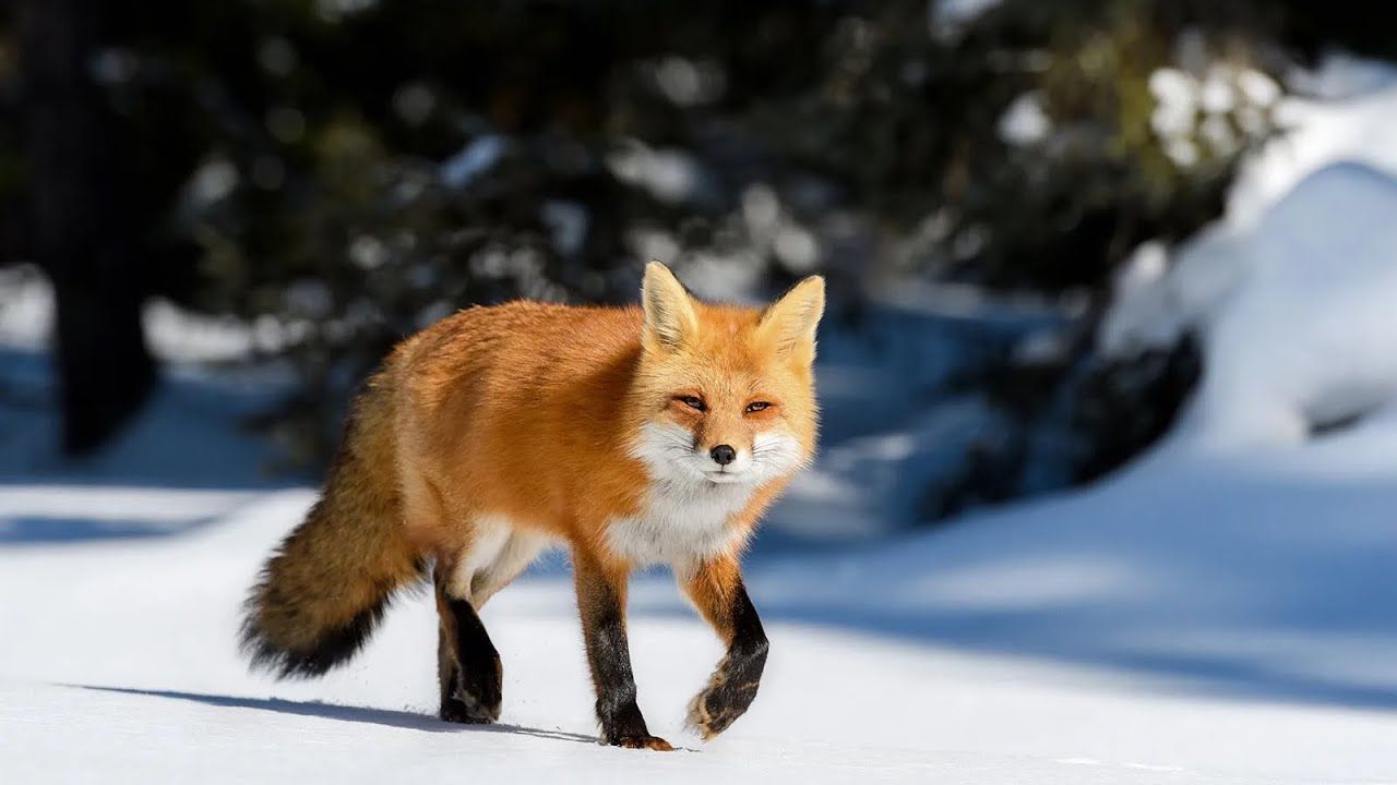 1280x720 Fox Therian edit