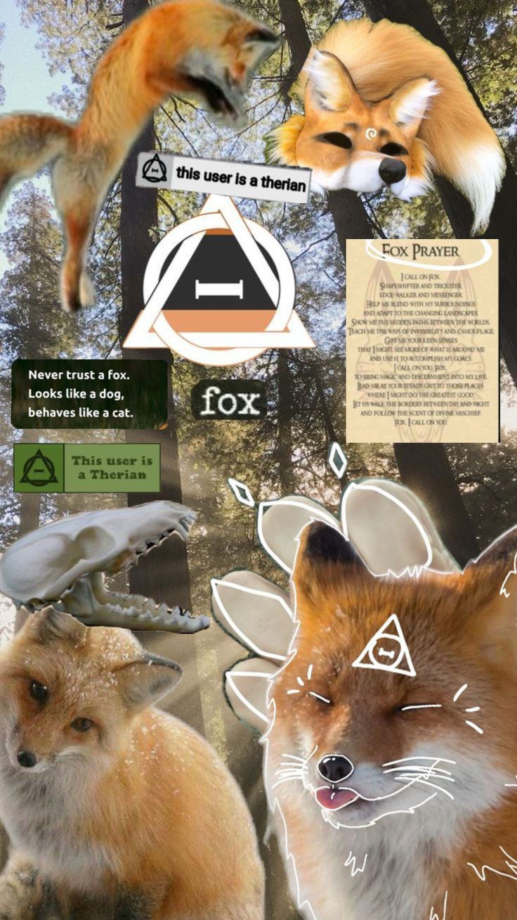 736x1308 Shuffles. Fox background, Fox picture, Orange fox