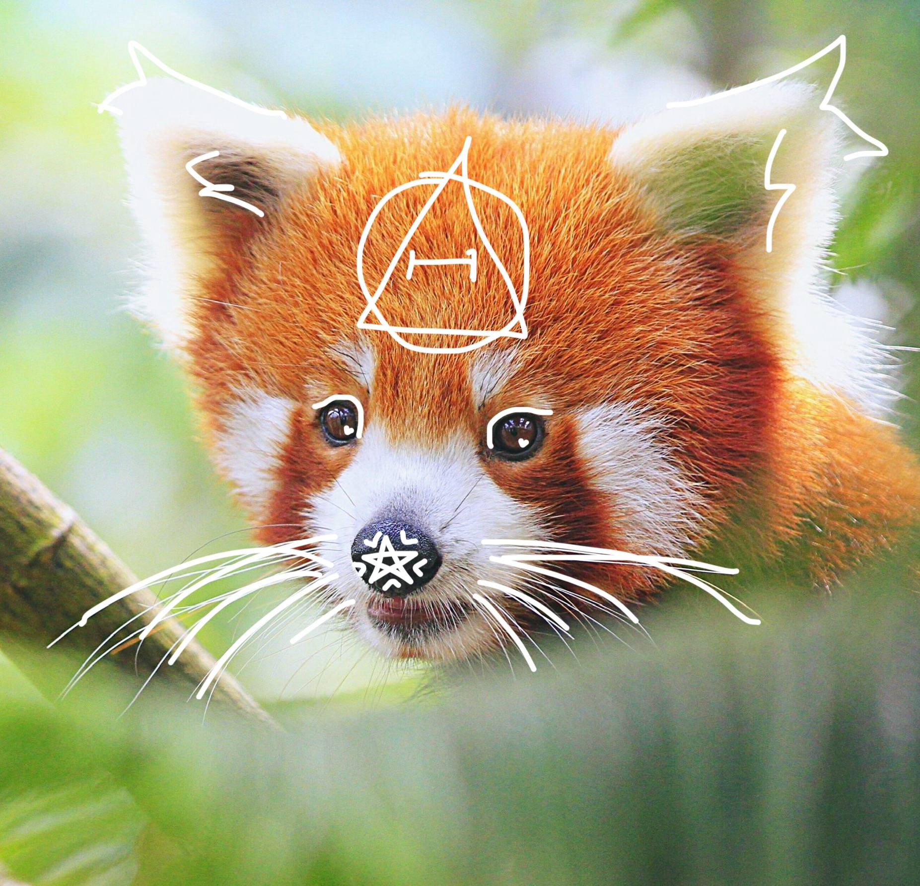 1853x1785 Red Panda Therian PFP