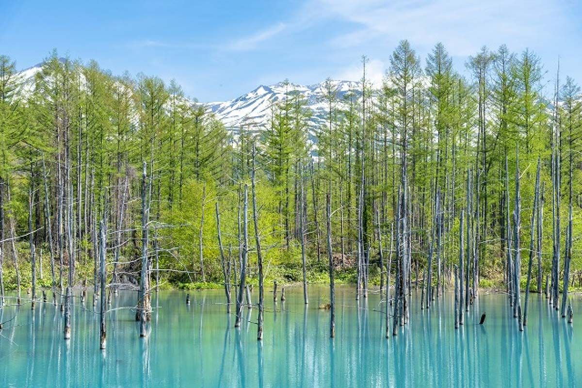 1200x800 Blue pond Biei, Hokkaido, A Mac wallpaper｜ZEKKEI Japan