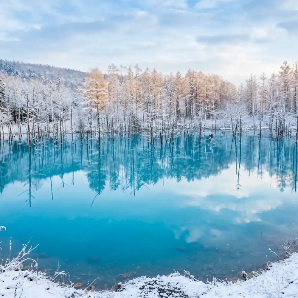 1000x1000 Hokkaido Biei Winter Shirogane Blue Pond (Aoiike) Illumination · Furano Ningle Terrace · Panoramic Flower Gardens Shikisai No Oka 1 Day Tour