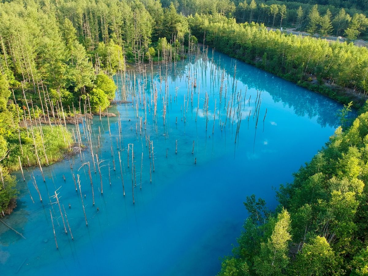 1200x900 Biei Blue Pond Hokkaido: Cobalt Pond, Best Time and Access. JeePe Travel Guide