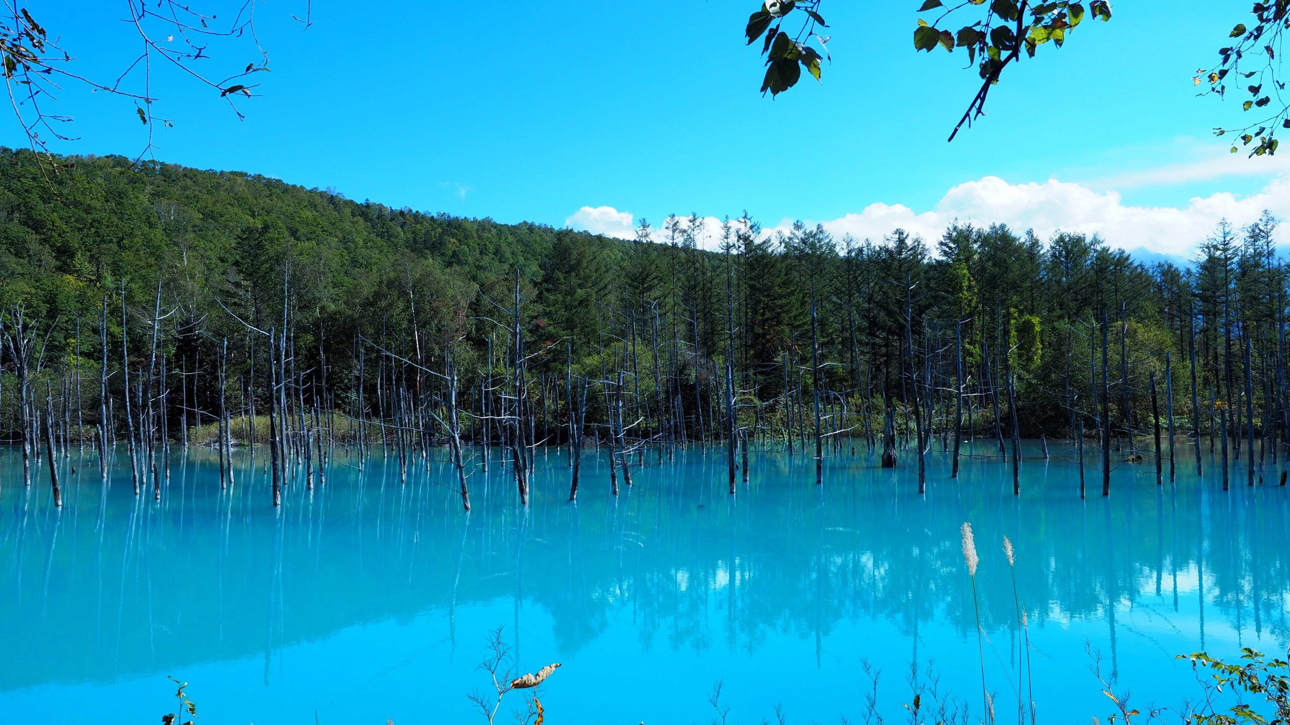 2560x1440 Shirogane Blue Pond - 【Official】Heart of Hokkaido Tourism Guide