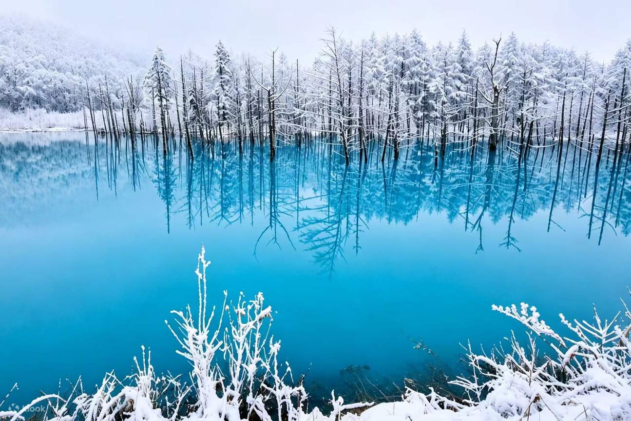 1295x863 Hokkaido Winter Limited: Asahiyama Zoo & Shirogane Blue Pond & Shirasu Waterfall & Shikisai No Oka (Optional Snowmobile Experience) & Forest Elf Terrace Day Tour