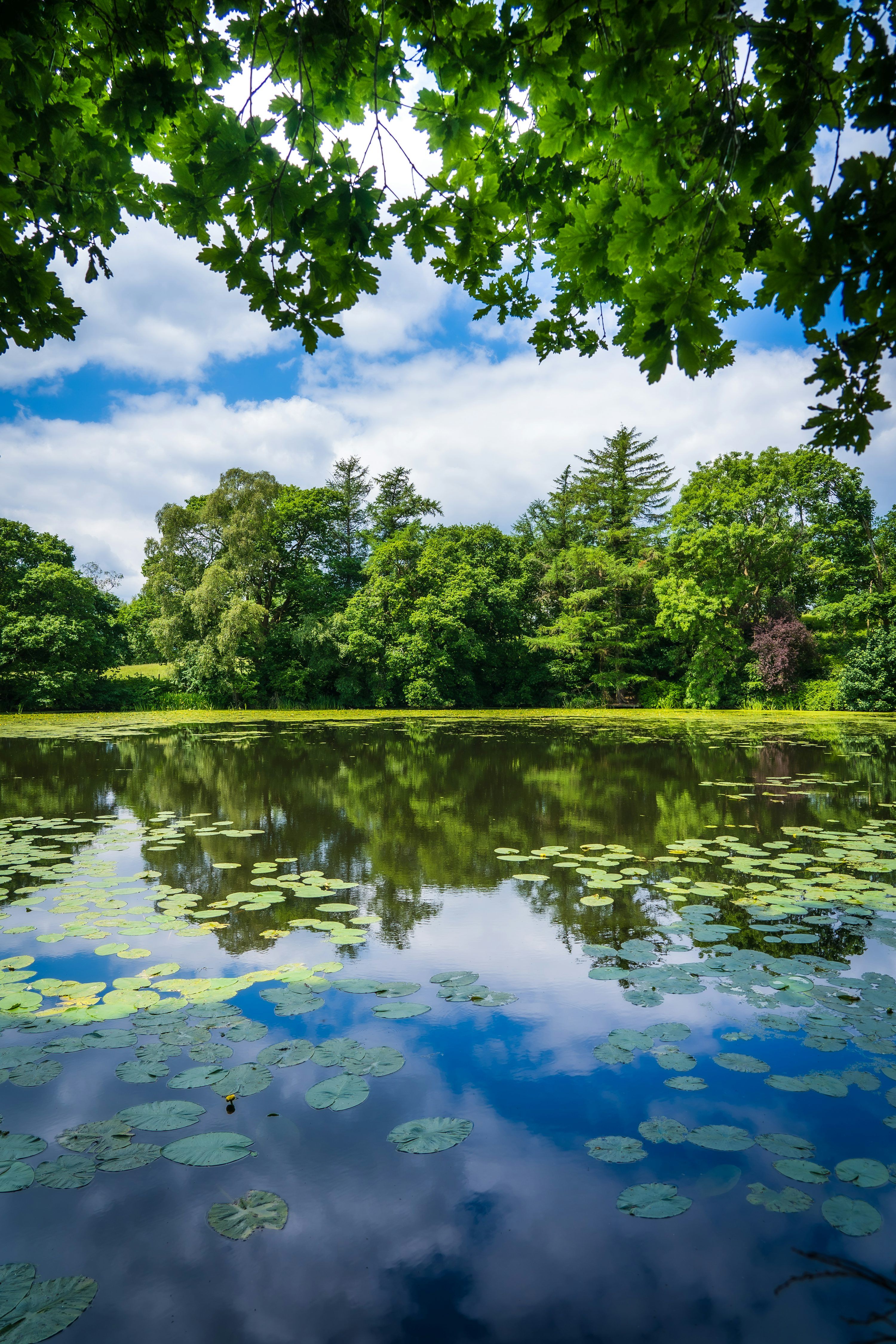 3000x4500 Pond Picture. Download Free Image