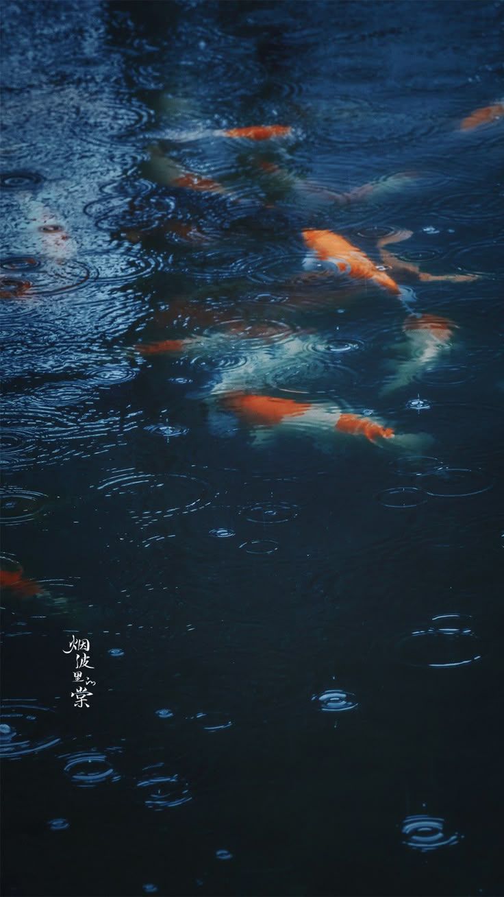 736x1308 Beautiful Koi Fish Swimming in Dark Blue Water. Chinese wallpaper for phone, Dark blue koi