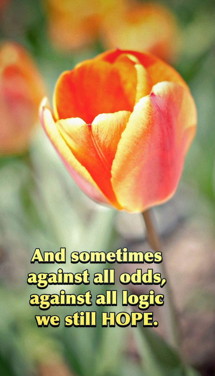736x1287 And sometimes against all odds, against all logic, we still HOPE
