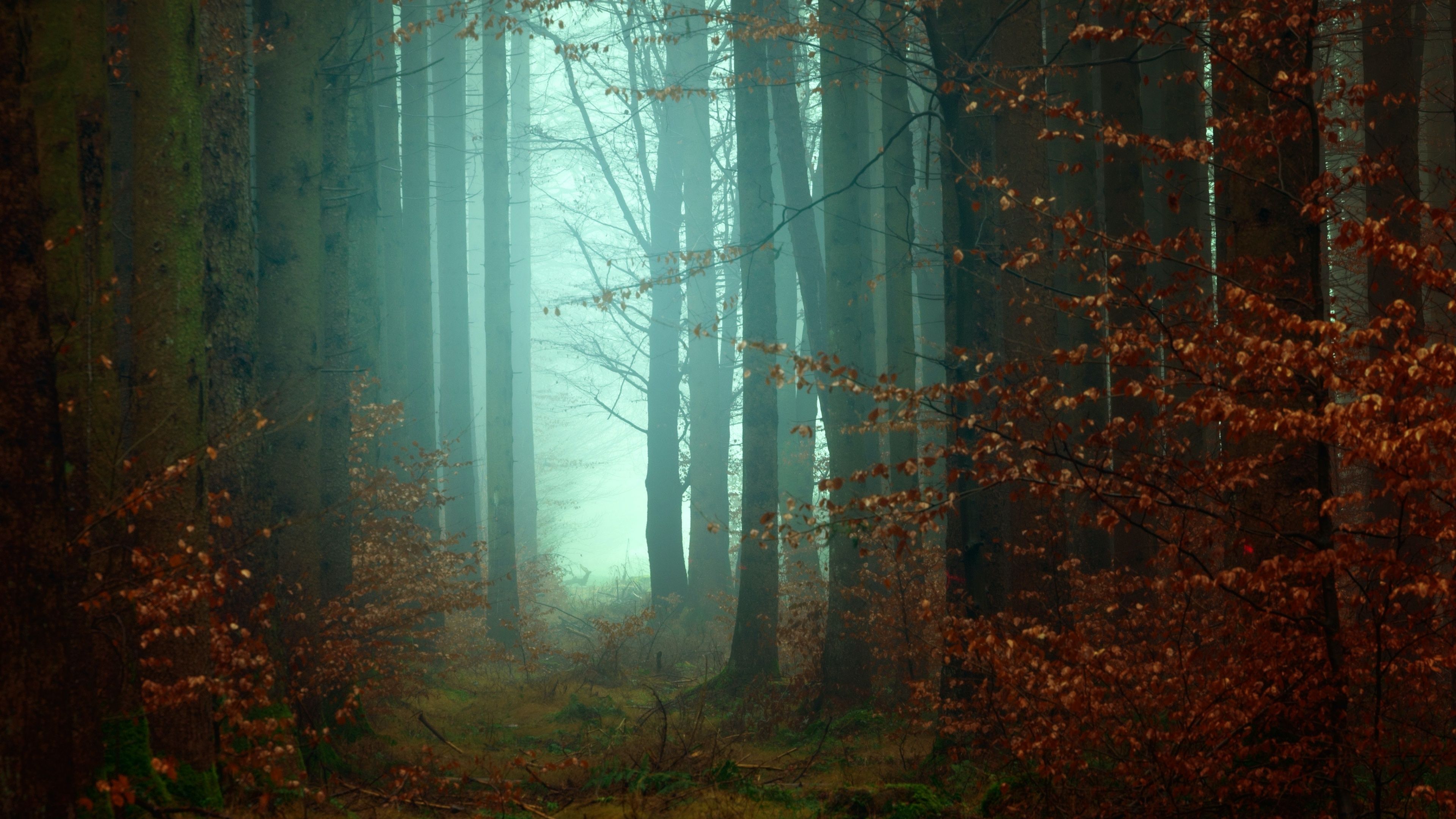 3840x2160 Forest Wallpaper 4K, Mist, Fall, Autumn, Foggy