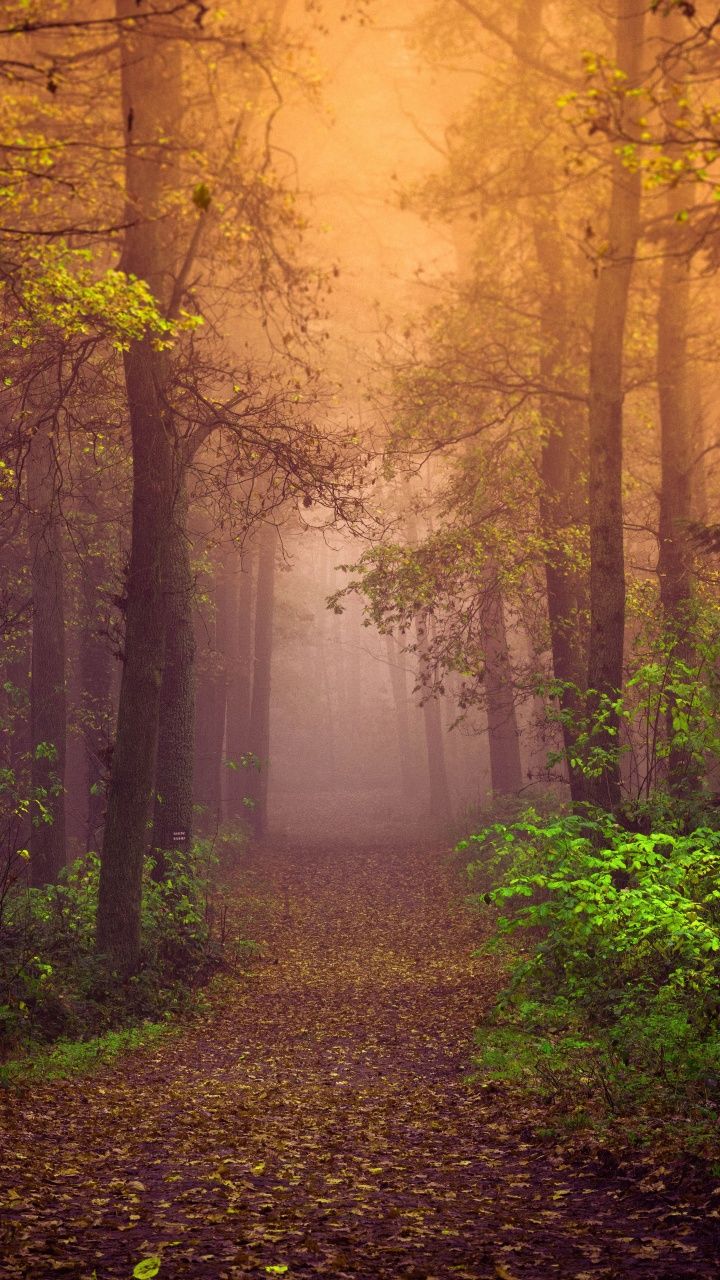 720x1280 Autumn Wallpaper 4K, Mist, Forest, Path, Trees, Fog