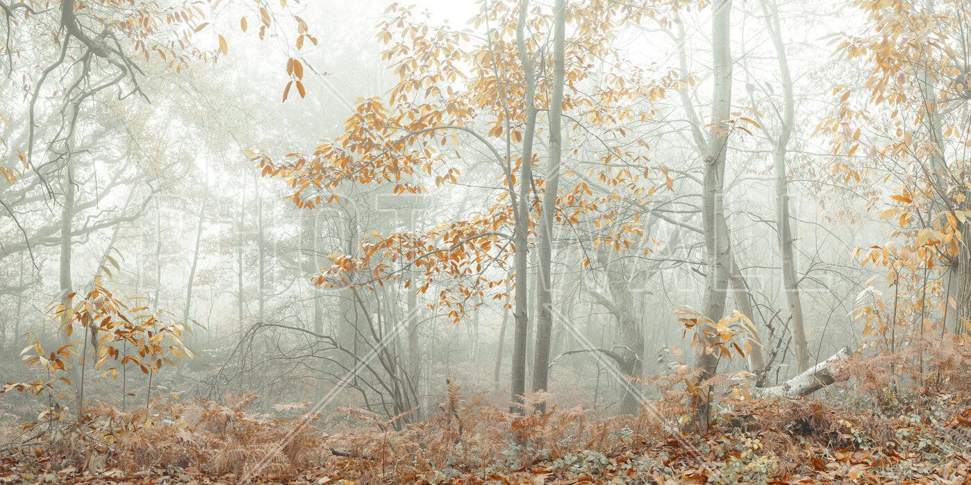 1398x699 Autumn Trees in the Mist