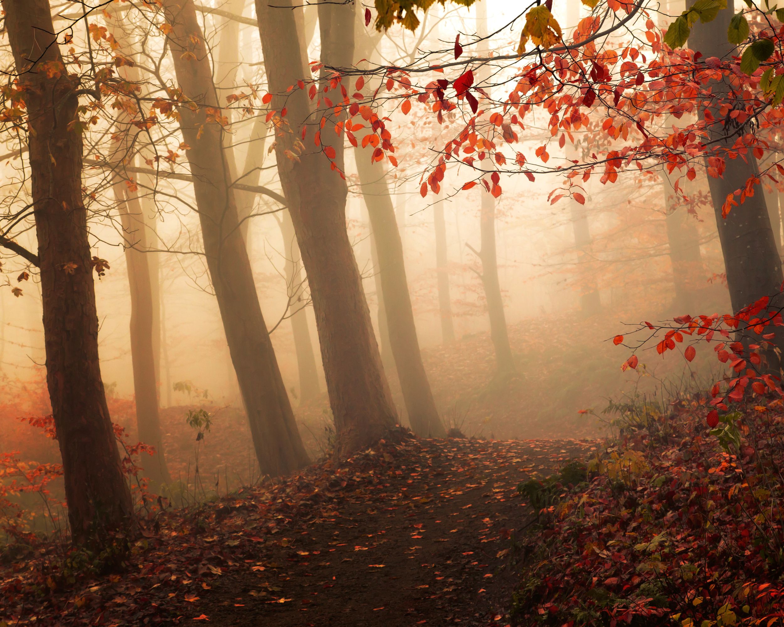 2500x2000 Autumn Mist Poster