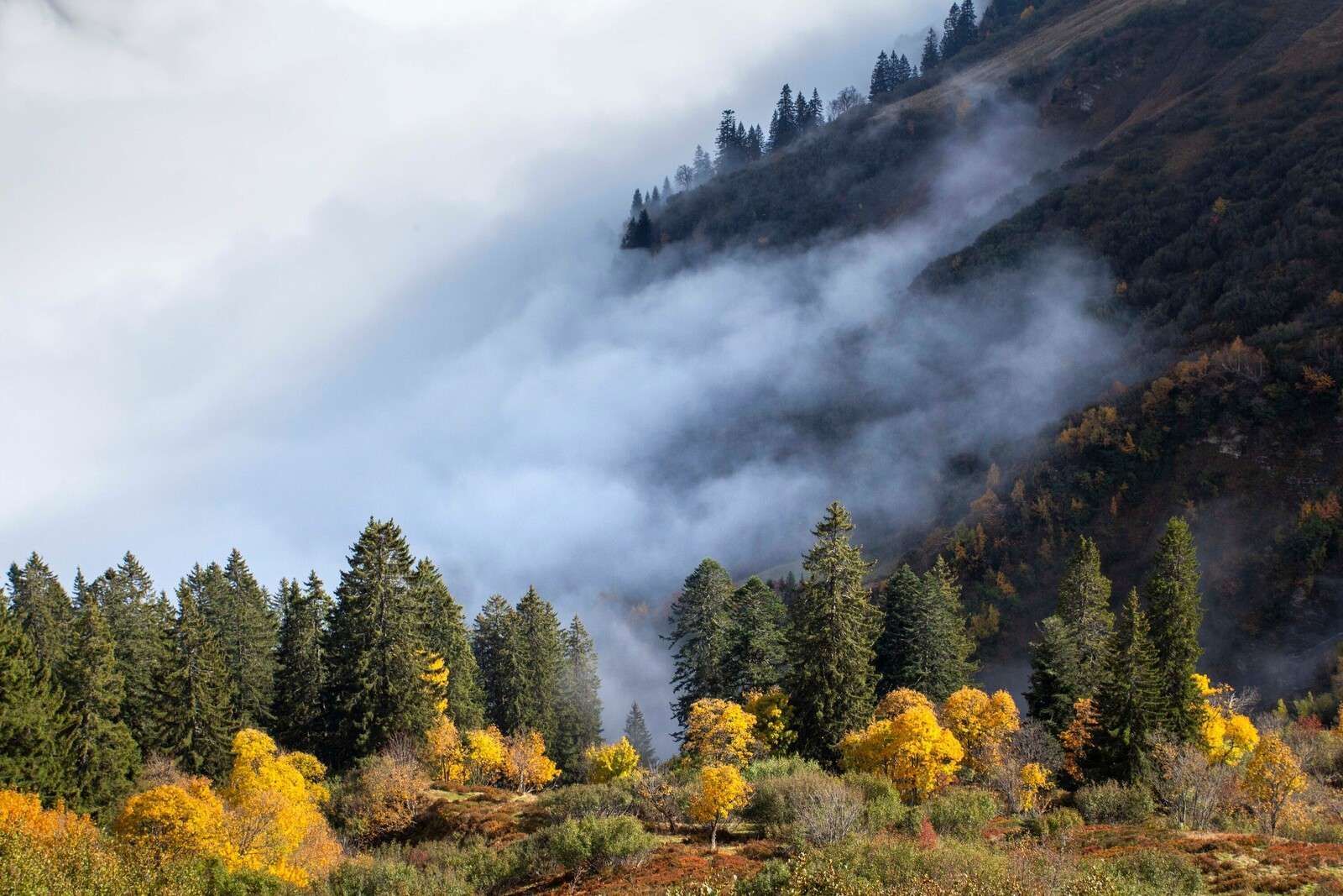 1600x1067 Wall Mural morning in misty mountain forest
