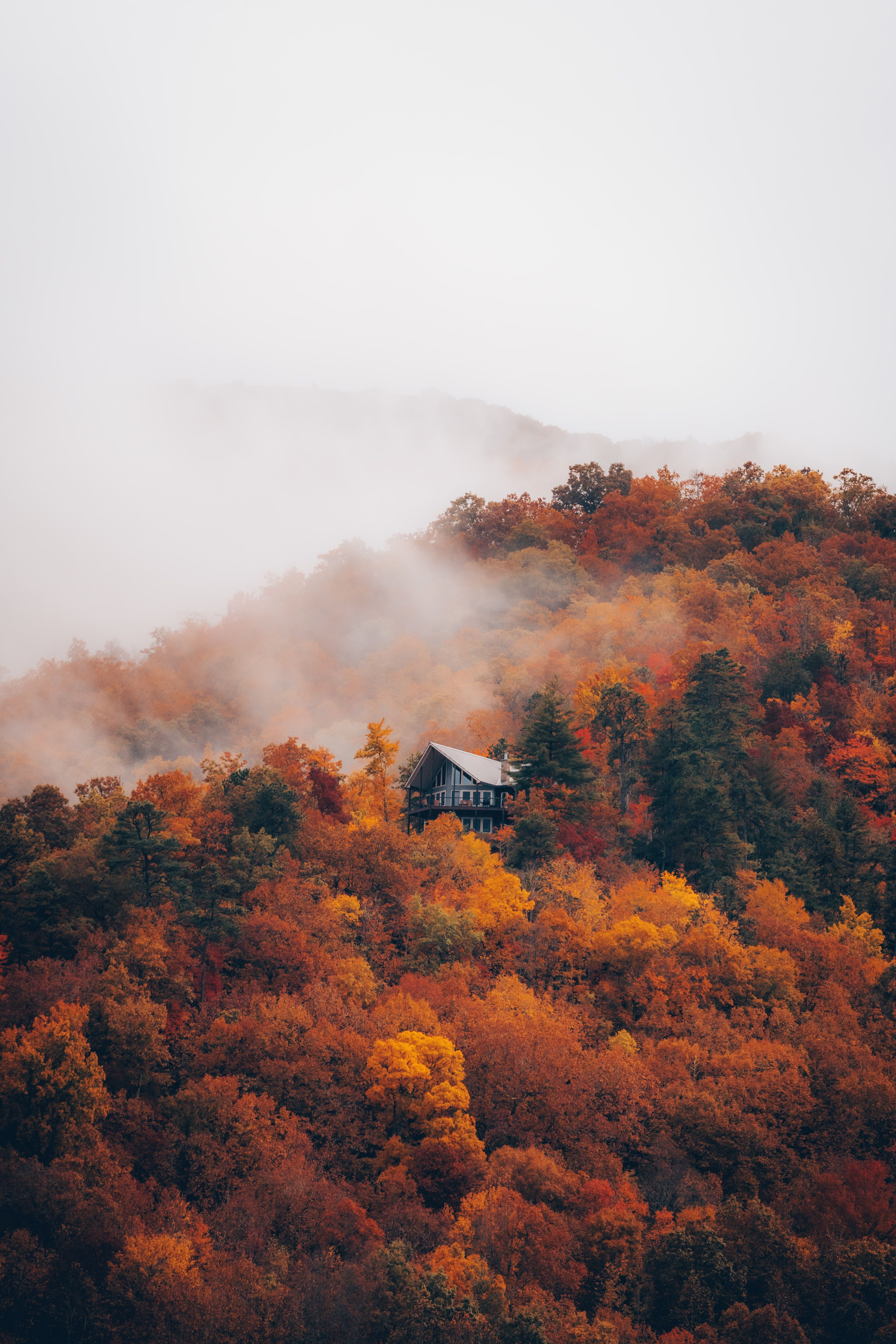 3937x5906 Autumnal landscape of a Foggy Forest · Free