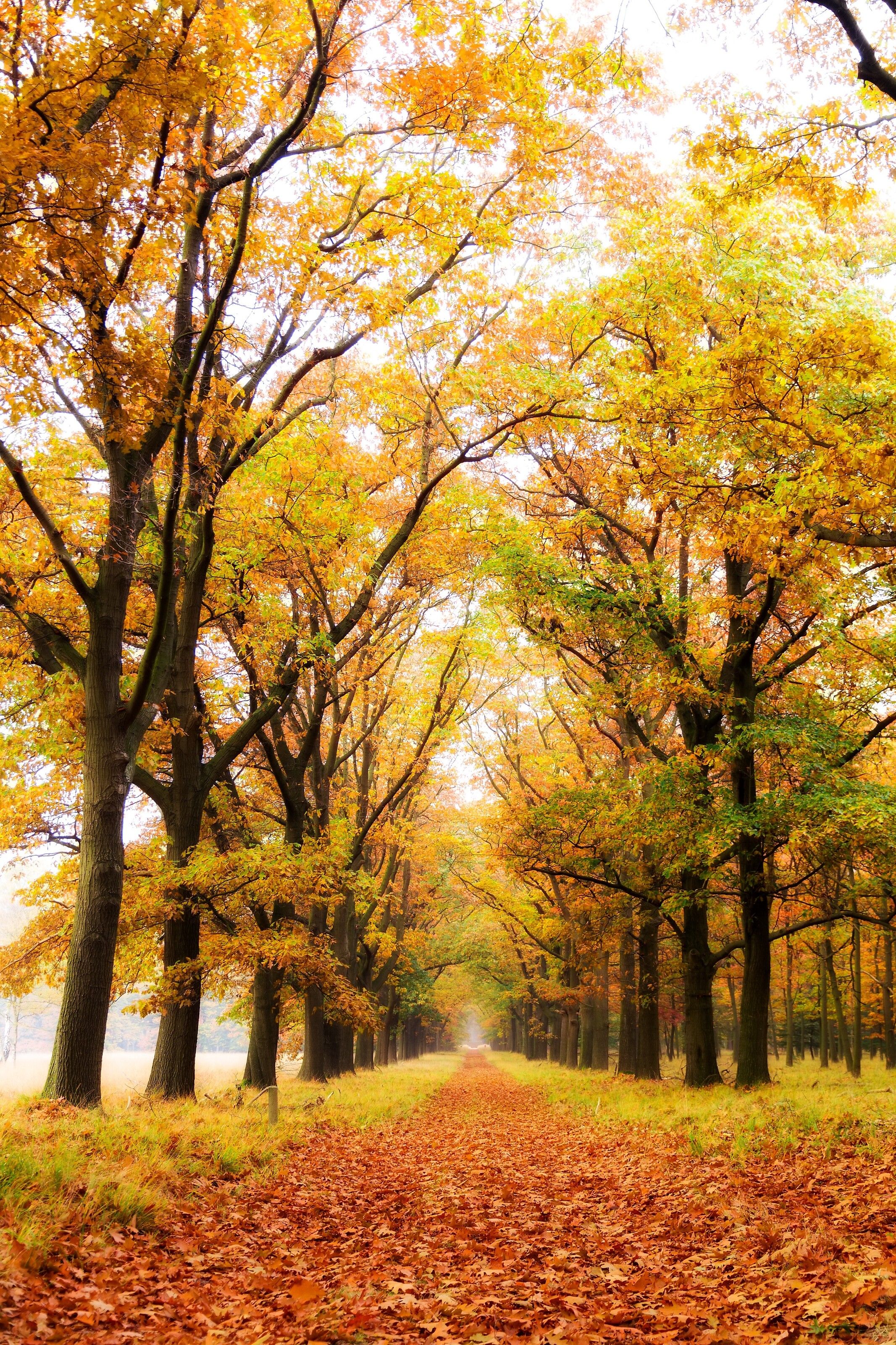2133x3200 Autumn Forest Mist Wall Mural