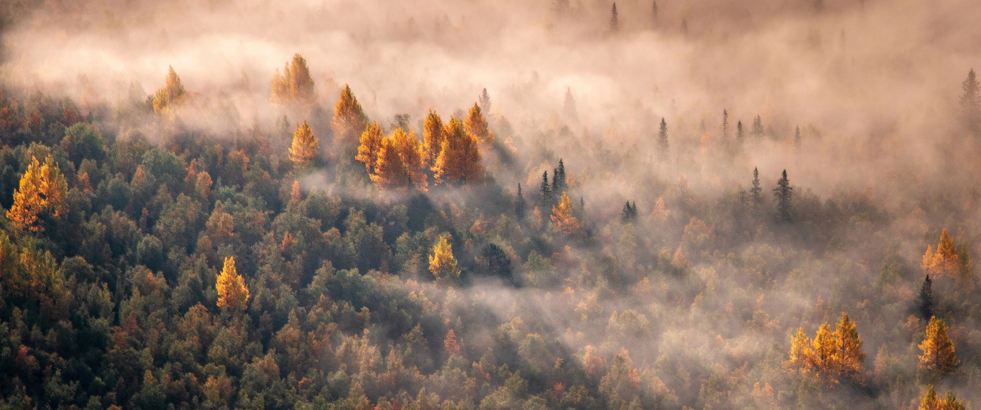 3440x1440 Autumn Forest Wallpaper 4K, Morning light, Aerial view, Mist